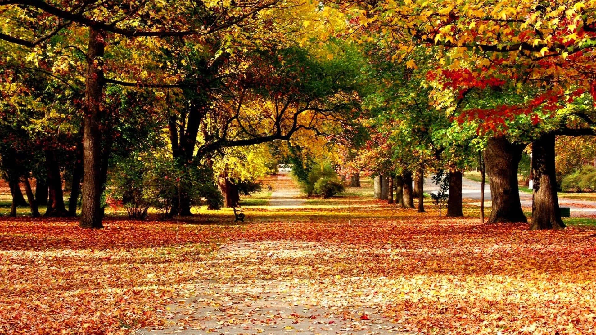 HD Autumn, autumn park path, vibrant yellow red and orange leaves, Full HD Desktop Wallpaper