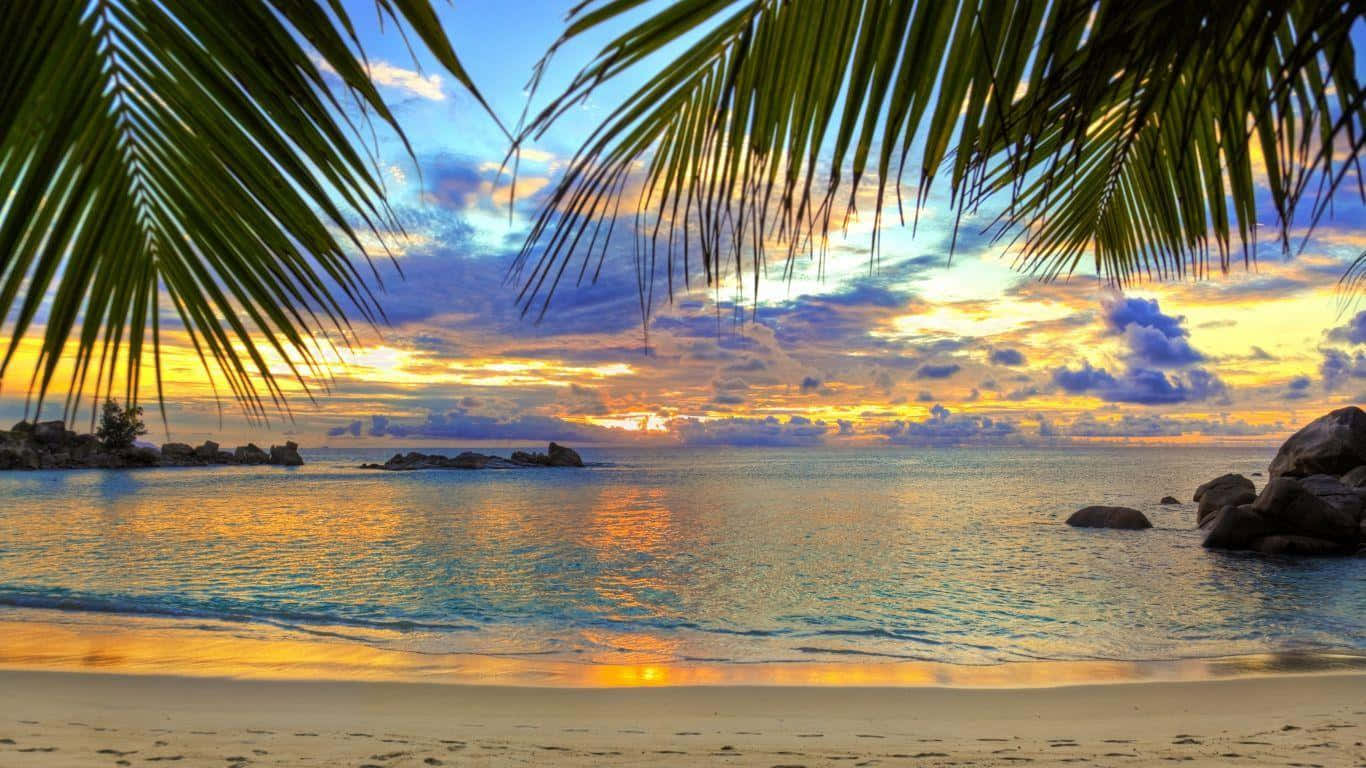 HD Beach, palm fronds, vibrant sunset, HD Desktop Wallpaper