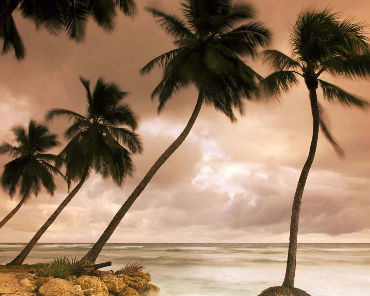 palm trees, rocky shore, ocean waves, HD Desktop Wallpaper