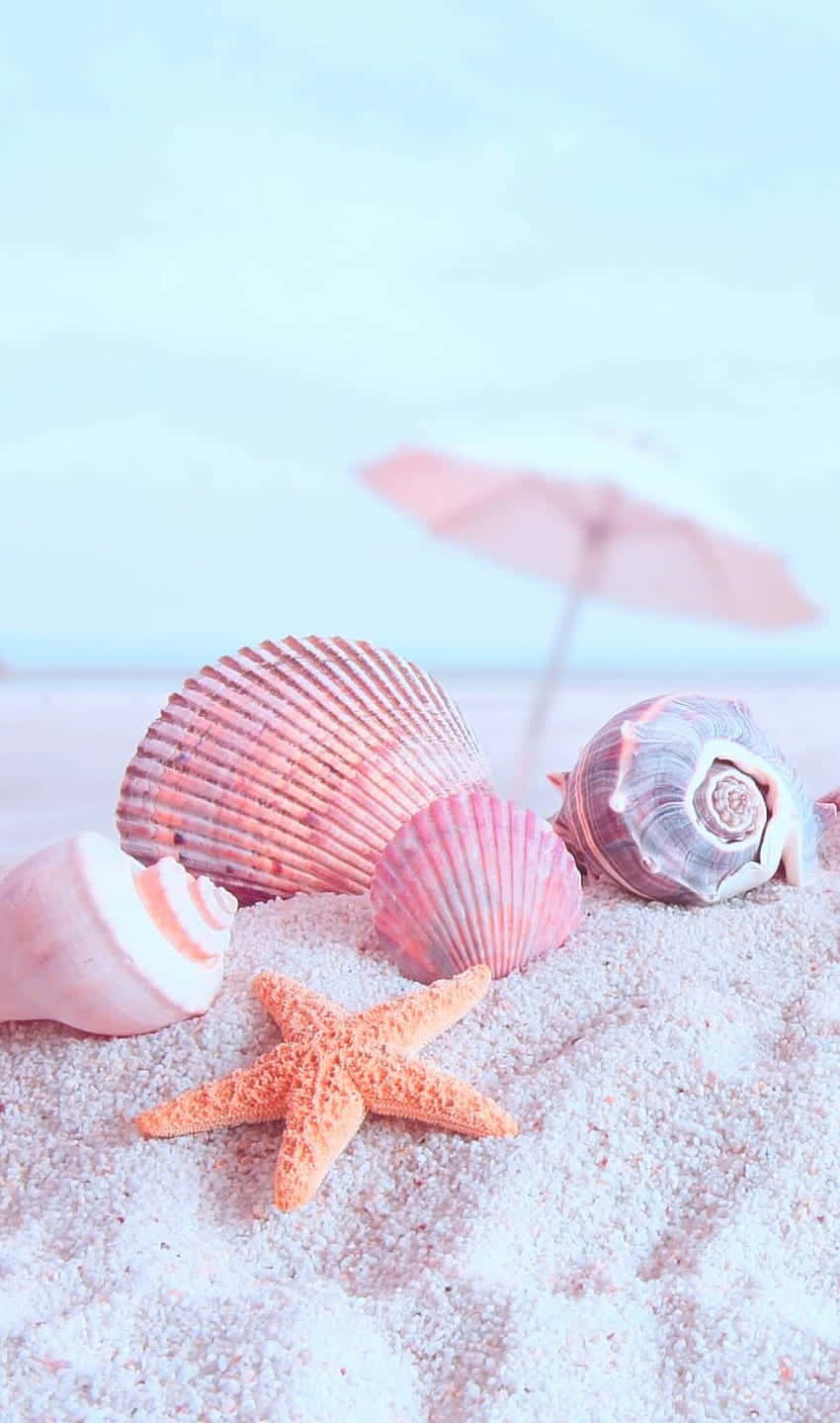 pastel pink shells, starfish, soft sand, HD Phone Wallpaper