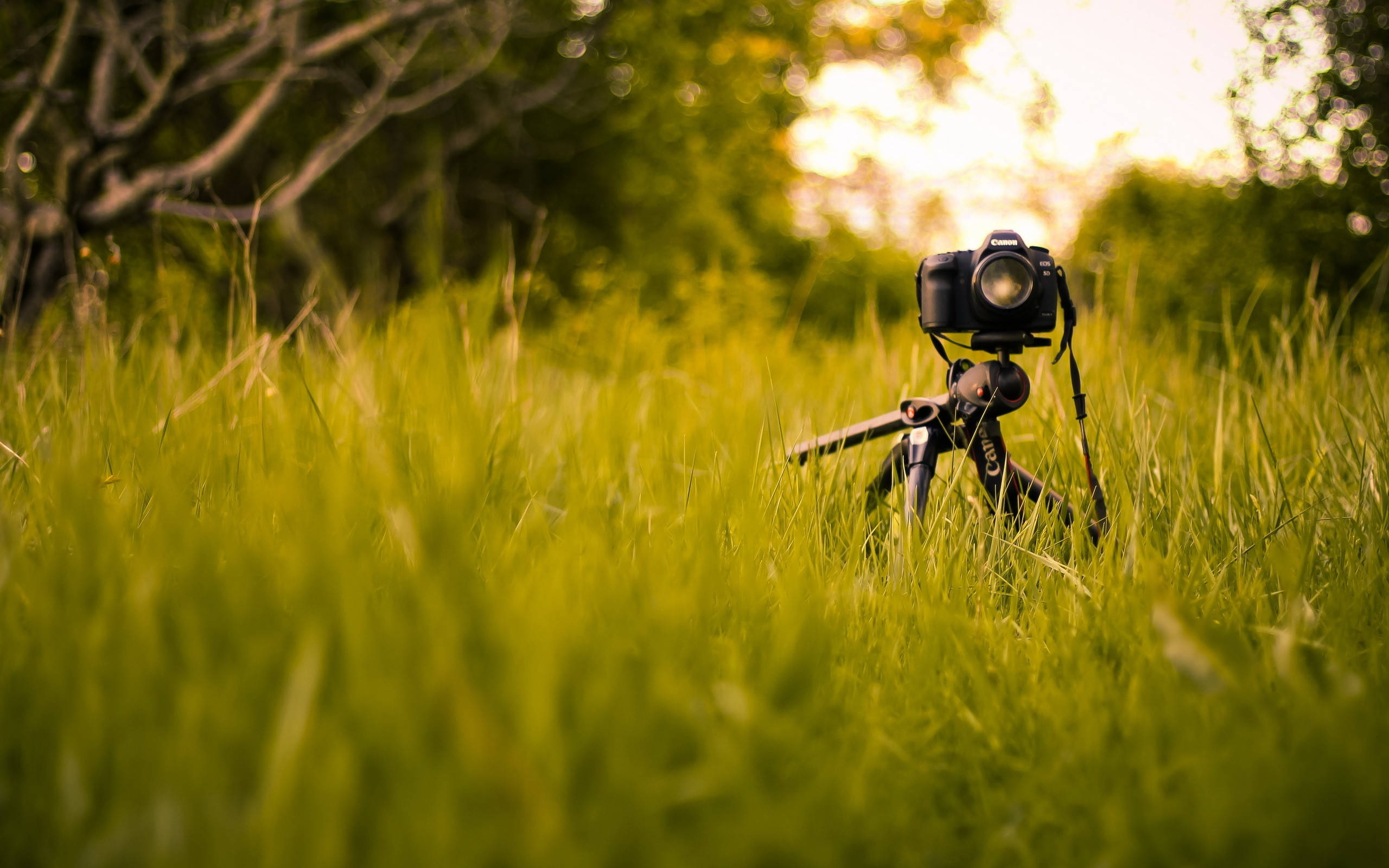 DSLR camera, tripod, tall vibrant green grass, 2K Desktop Wallpaper