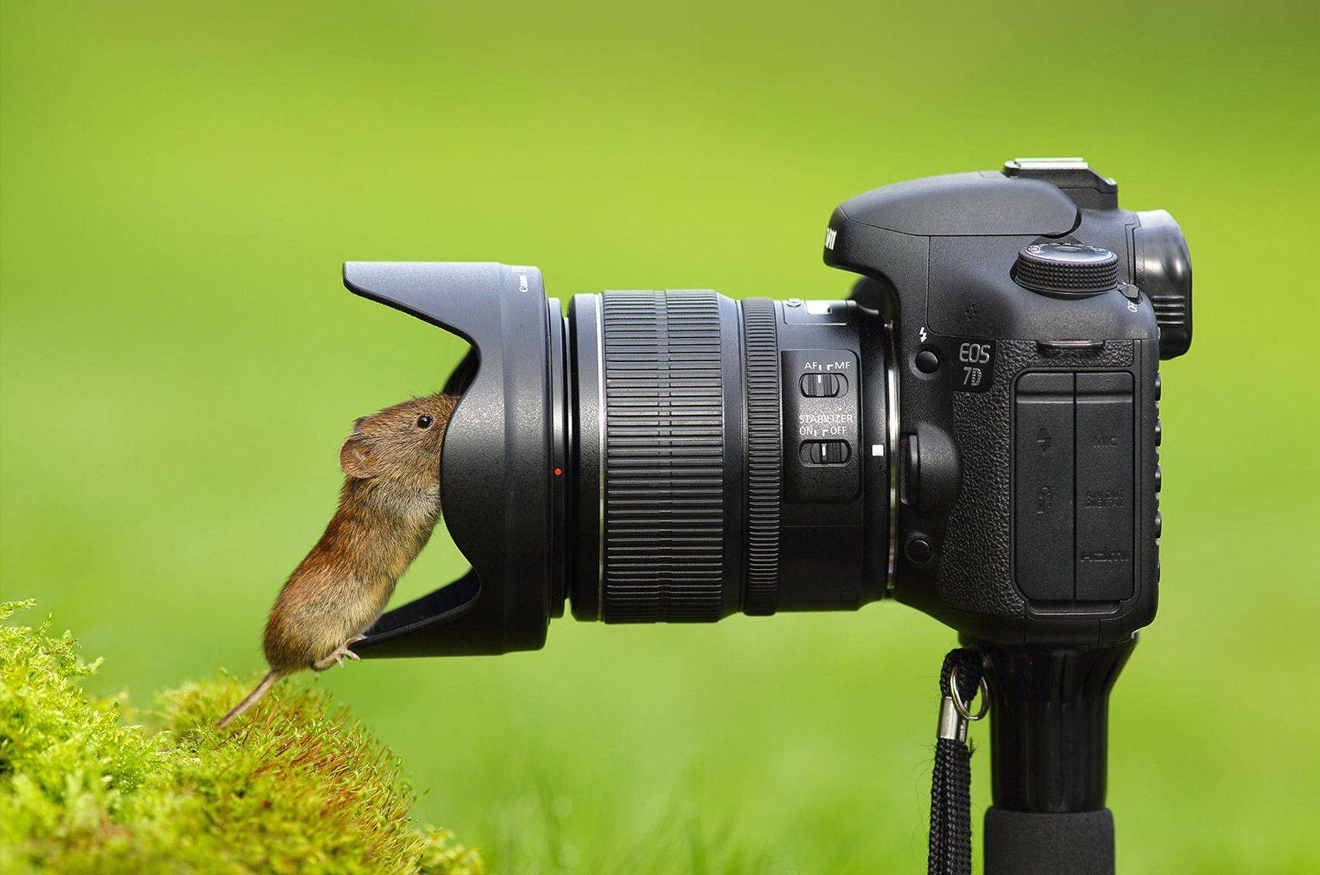 black DSLR camera, tripod, tiny brown mouse, Full HD Desktop Wallpaper