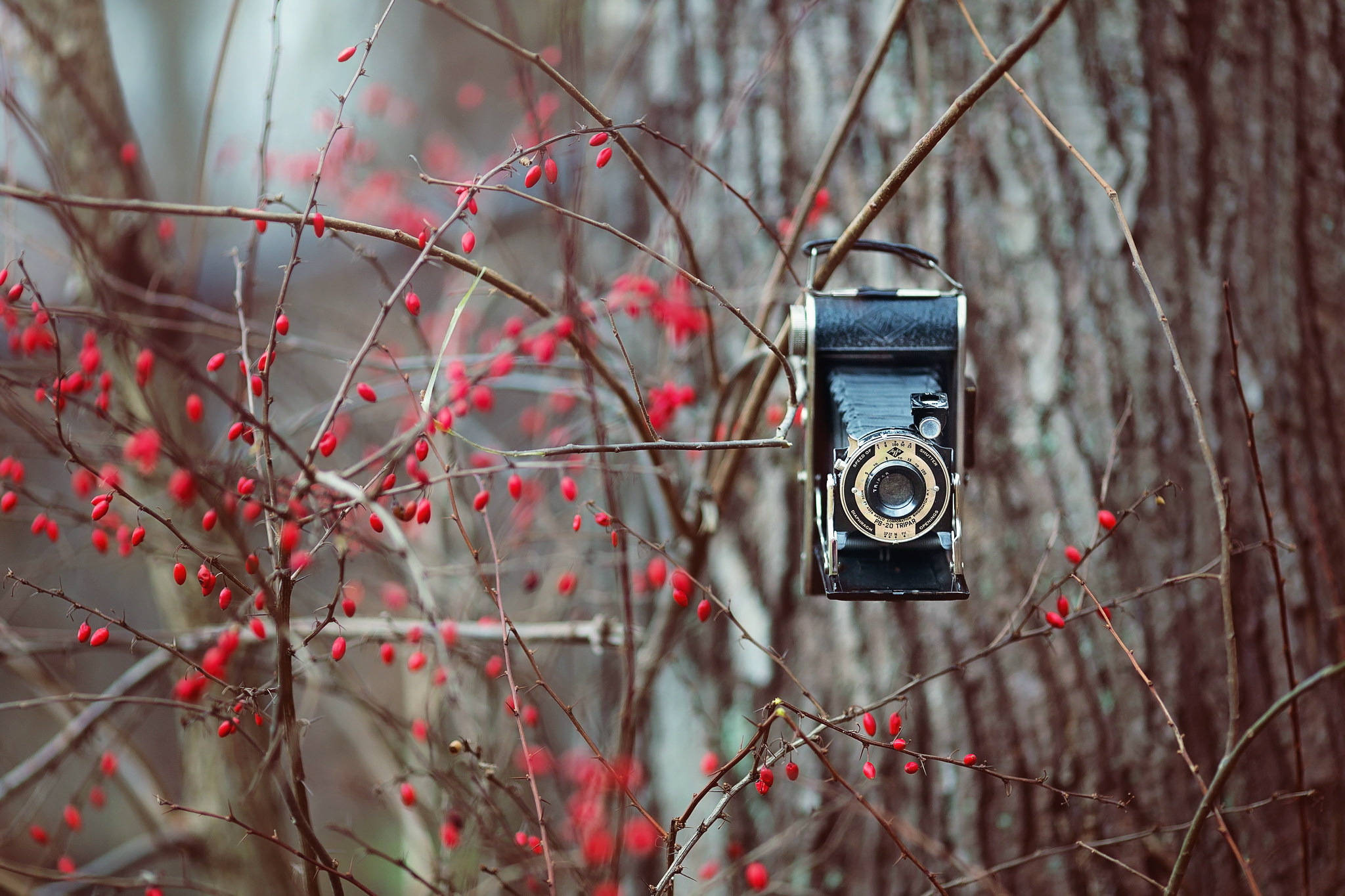HD Camera, red berry tree, misty forest, Full HD Desktop Wallpaper