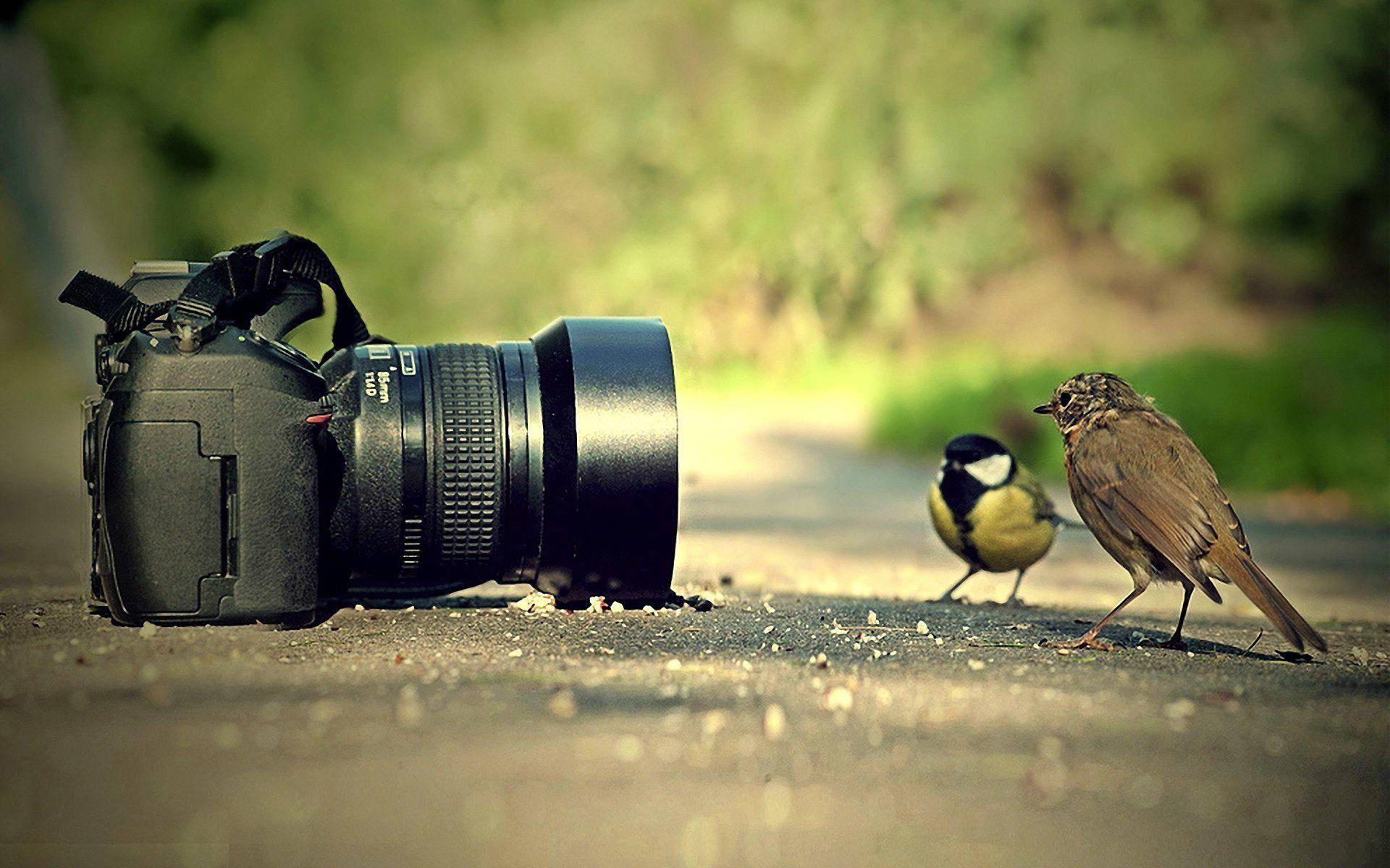 black DSLR camera, path, two small birds, Full HD Desktop Wallpaper