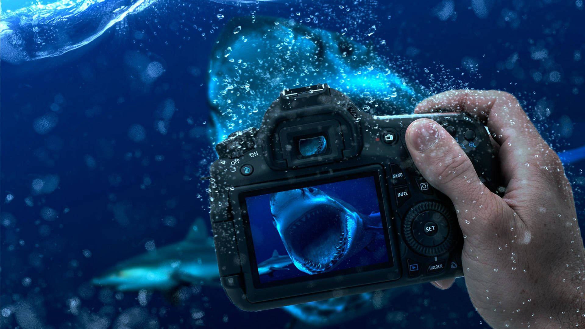 HD Camera, sharks, underwater, Full HD Desktop Wallpaper