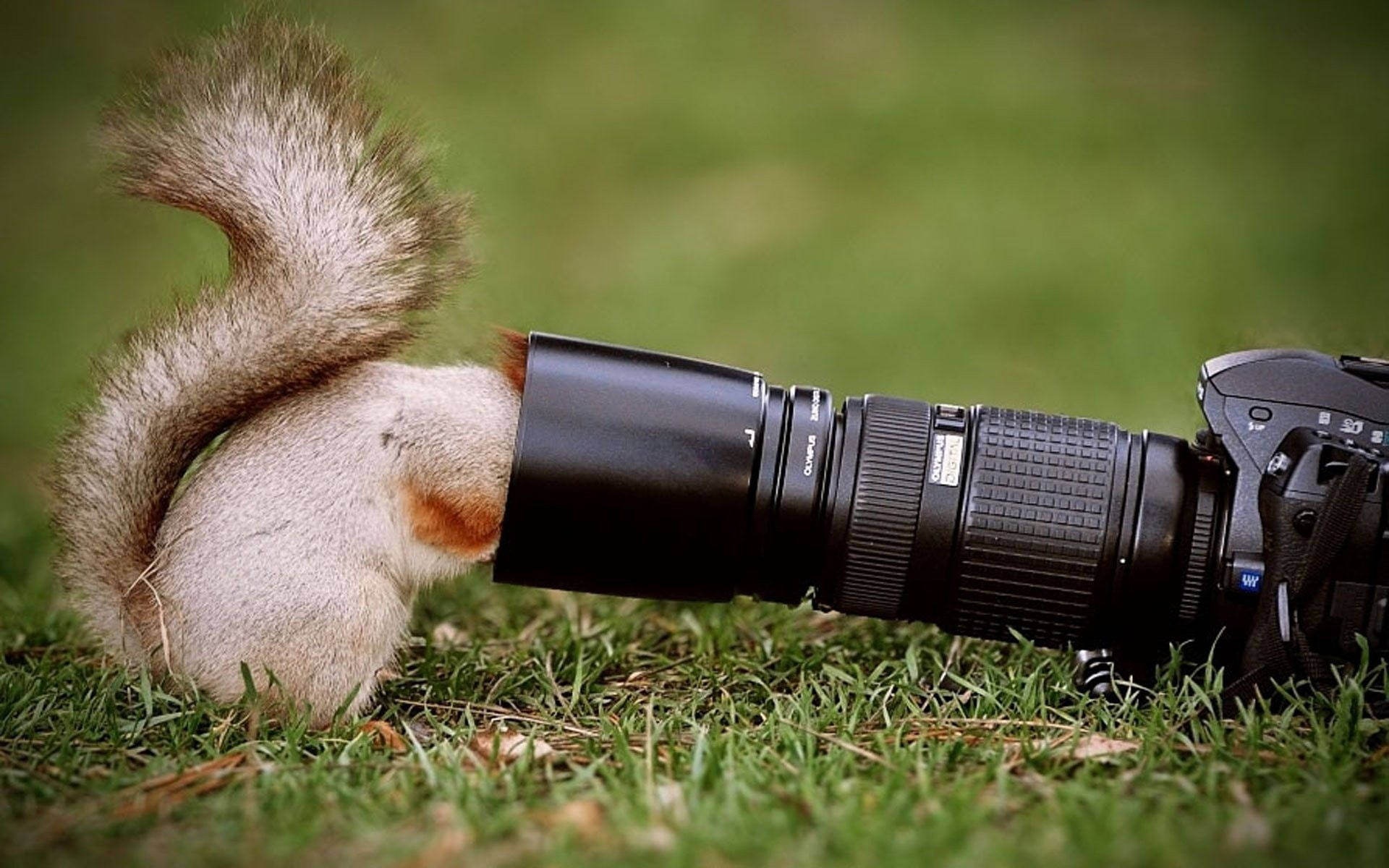 HD Camera, squirrel, camera lens, Full HD Desktop Wallpaper