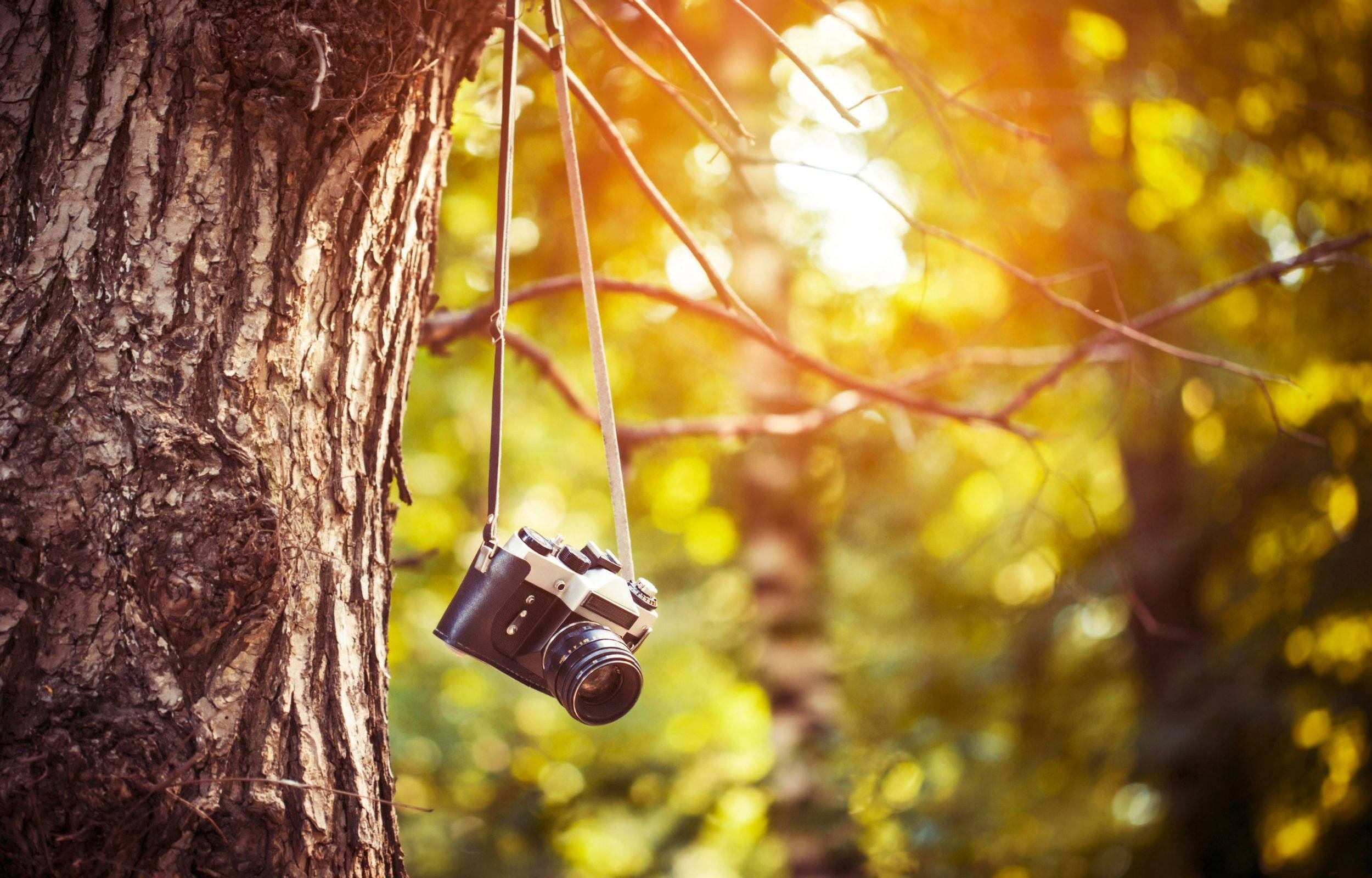 HD Camera, tree branch, golden sunlight, Full HD Desktop Wallpaper
