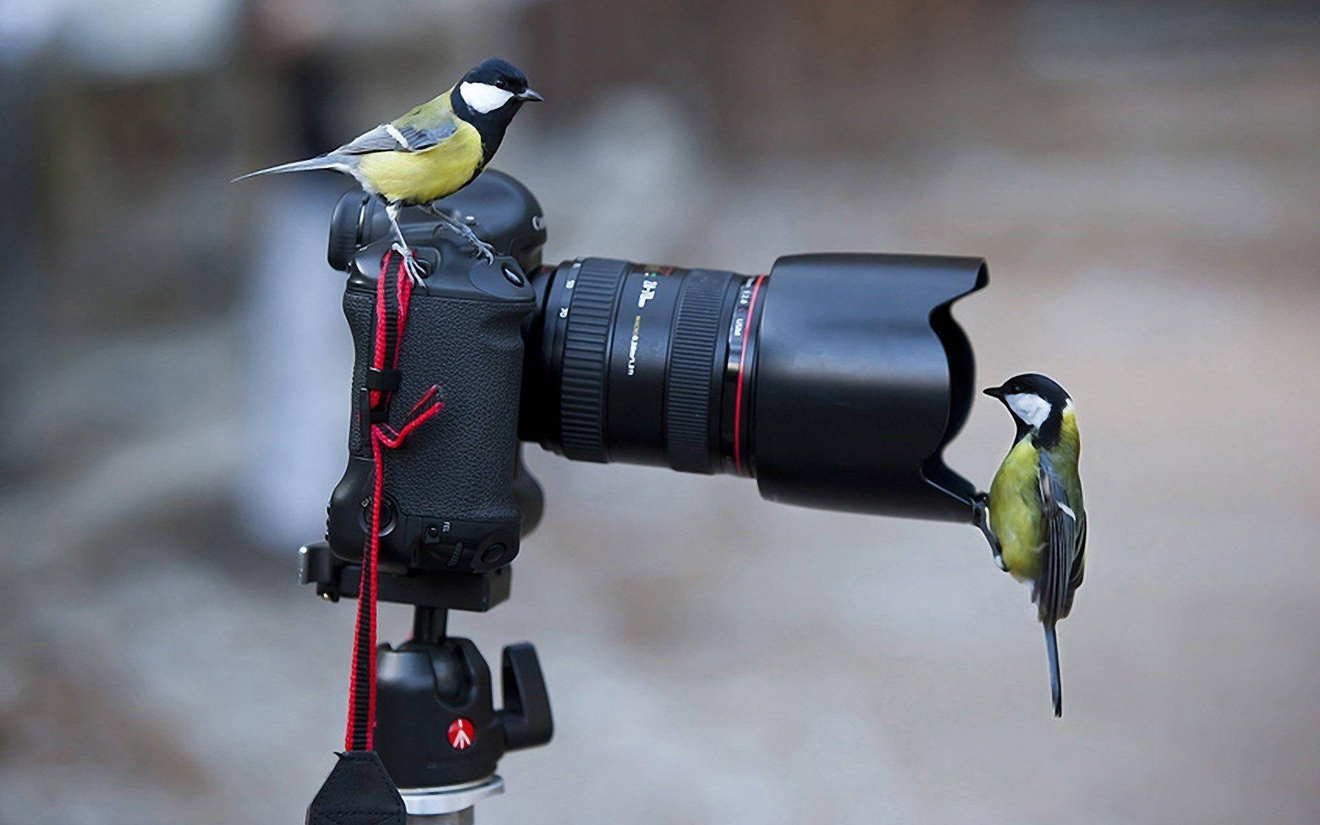 HD Camera, two birds, professional camera, Full HD Desktop Wallpaper