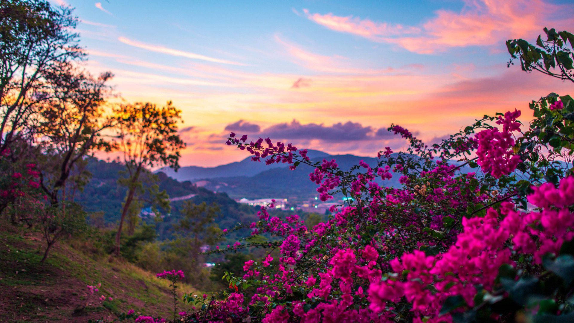 pink flower bush, bougainvillea, sunset, Full HD Desktop Wallpaper