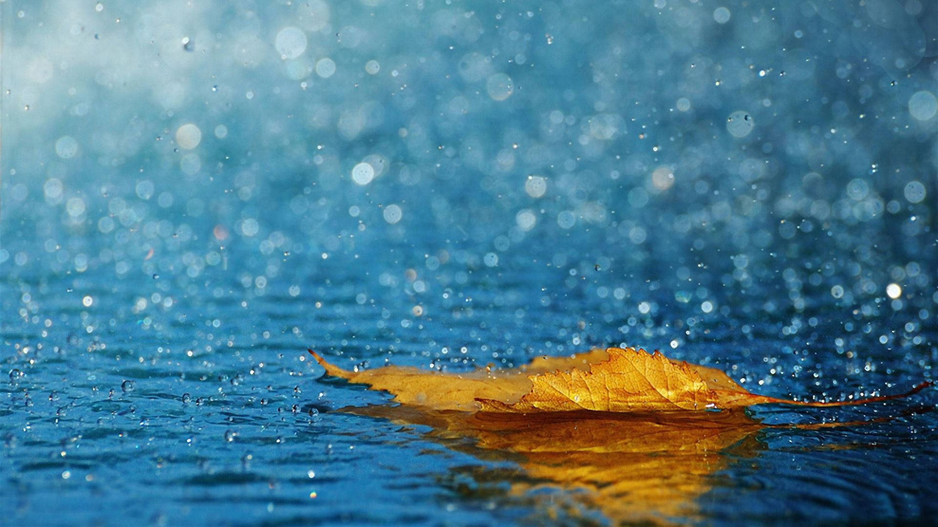 Yellow Leaf HD Computer, golden autumn leaf, rippling blue water, Full HD Desktop Wallpaper