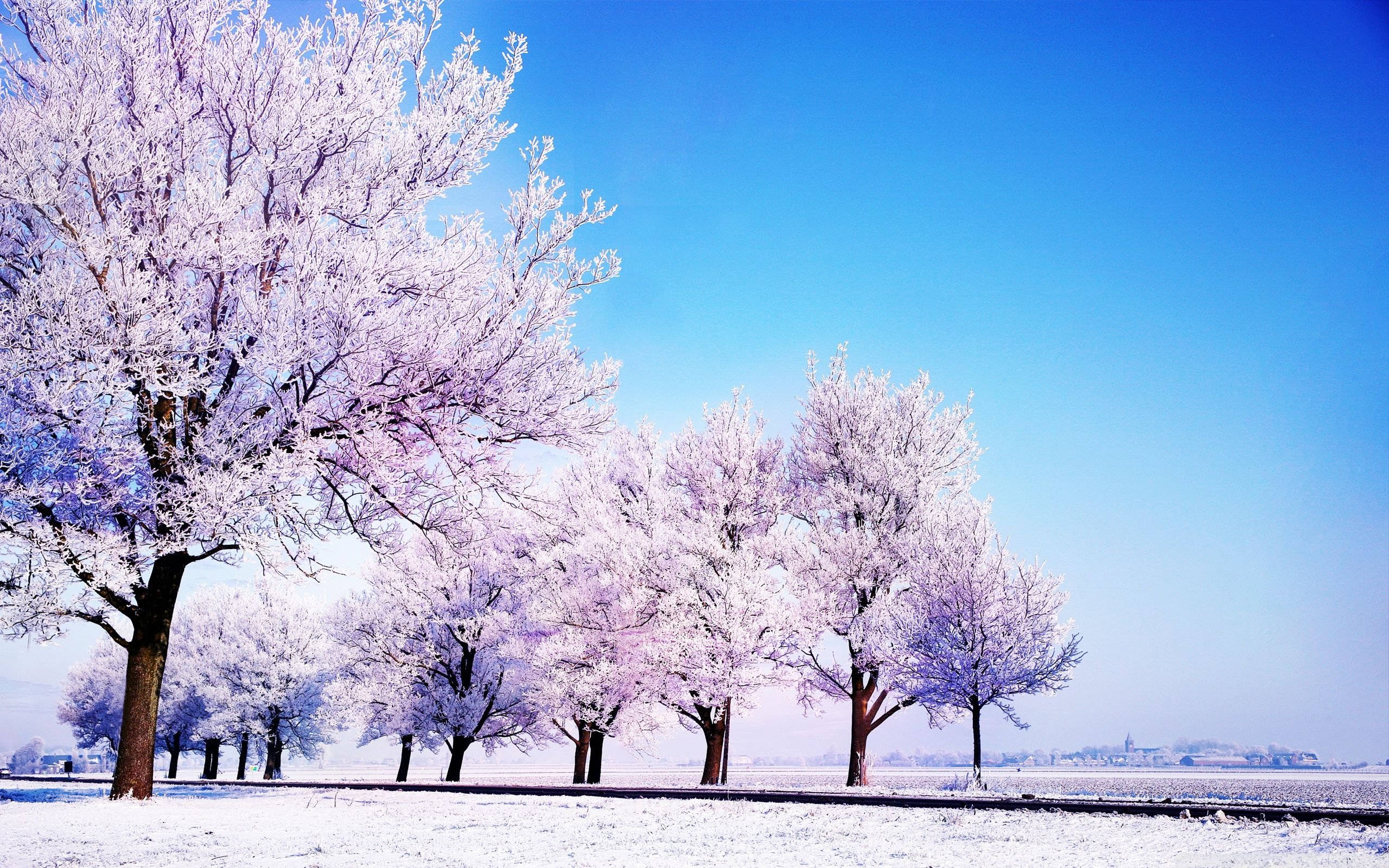 Winter Trees, snow-covered trees, frosty branches, 2K Desktop Wallpaper