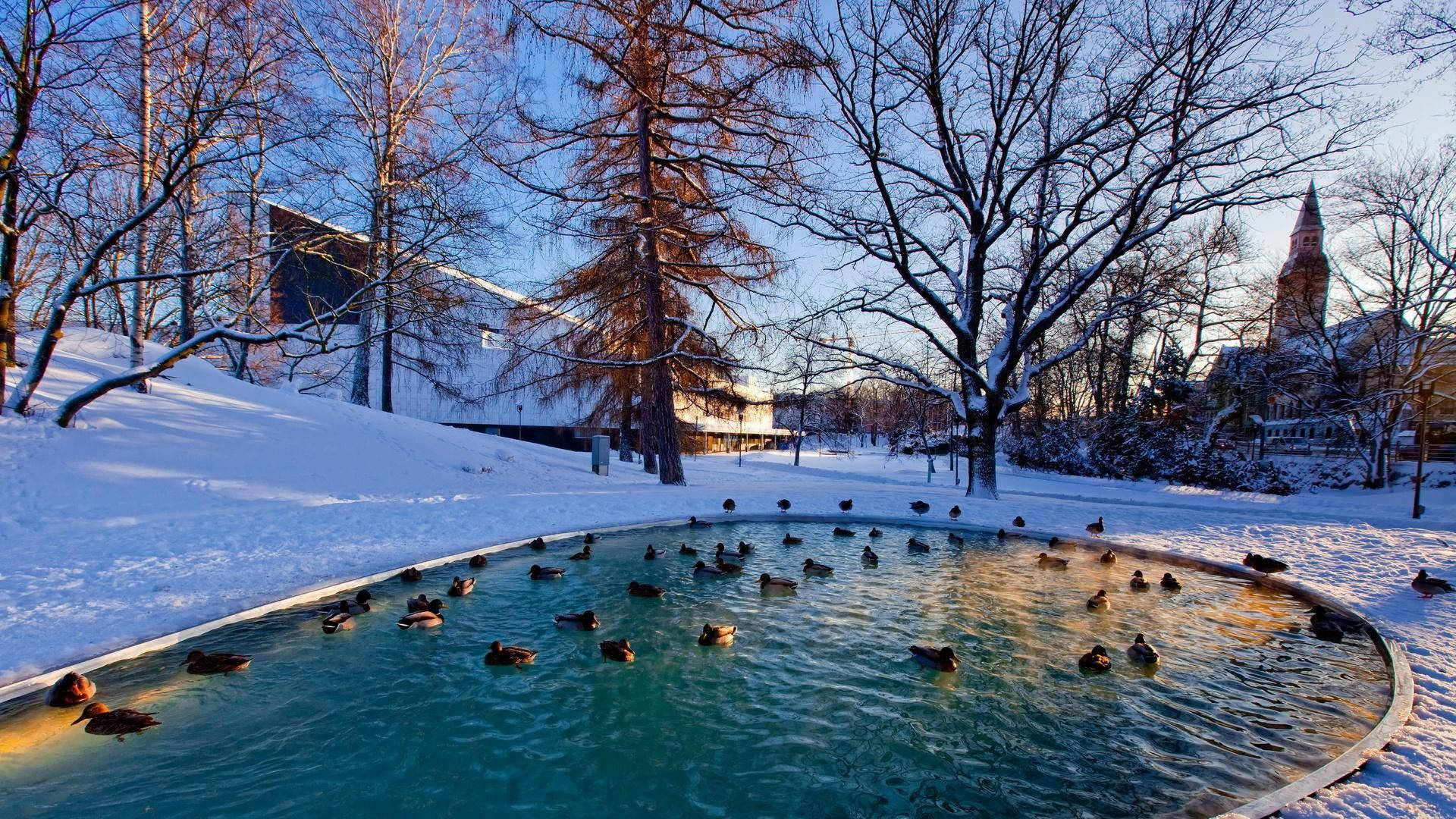 ducks, pond, snow-lined, Full HD Desktop Wallpaper