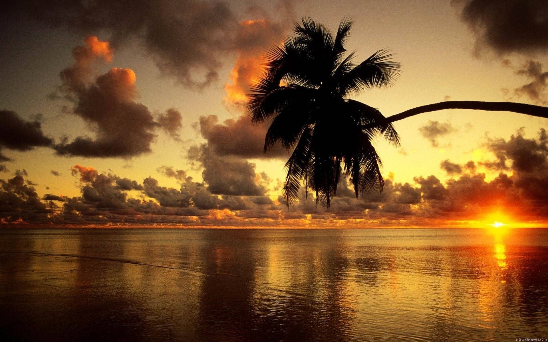beach, sunset, palm tree, Full HD Desktop Wallpaper