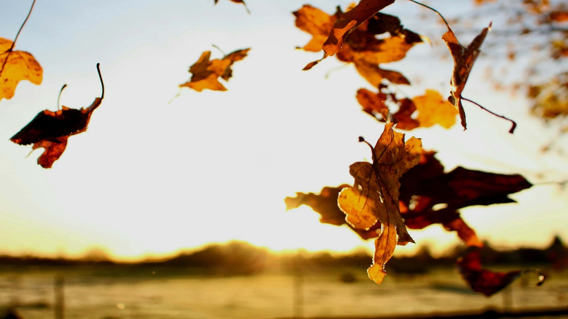 autumn leaves, sunset, warm sunlight, Full HD Desktop Wallpaper