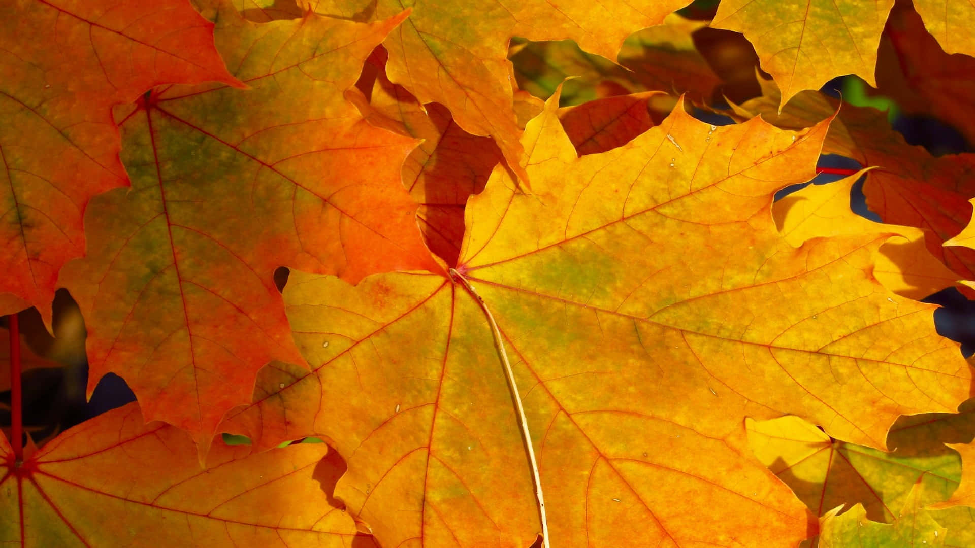 autumn maple leaves, golden orange, red hues, Full HD Desktop Wallpaper