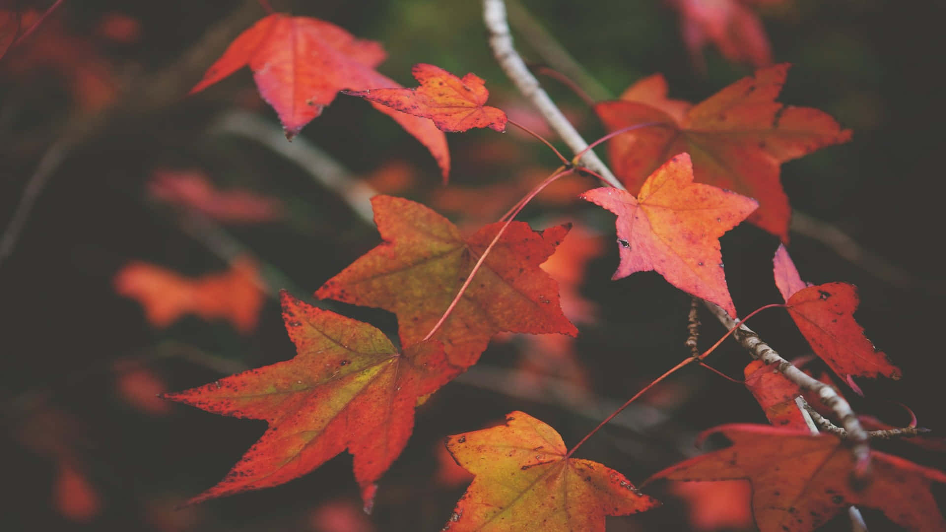 autumn whispers desktop background, maple leaves, red and orange, Full HD Desktop Wallpaper