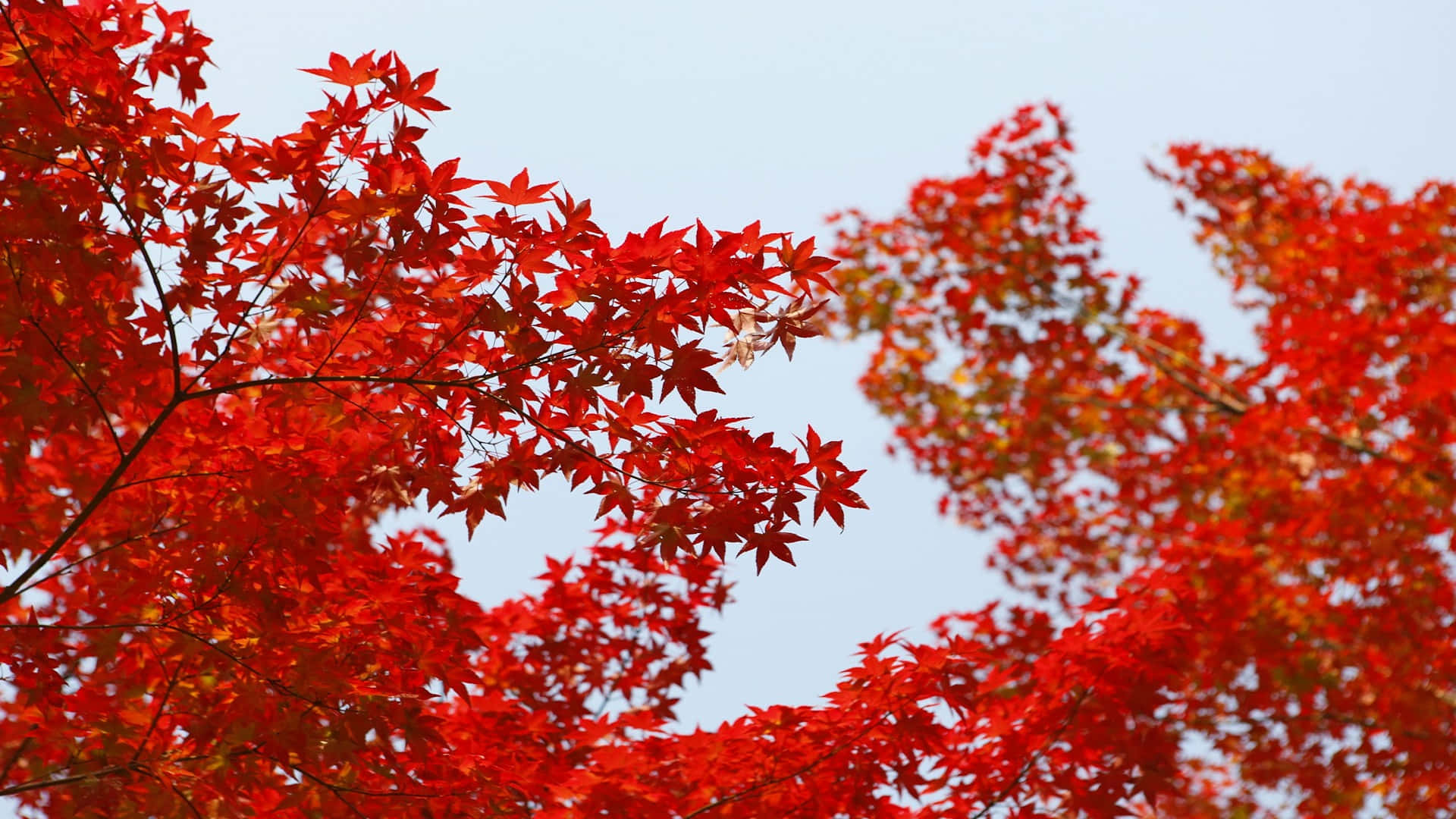 autumn, red maple leaves, pale blue sky, Full HD Desktop Wallpaper