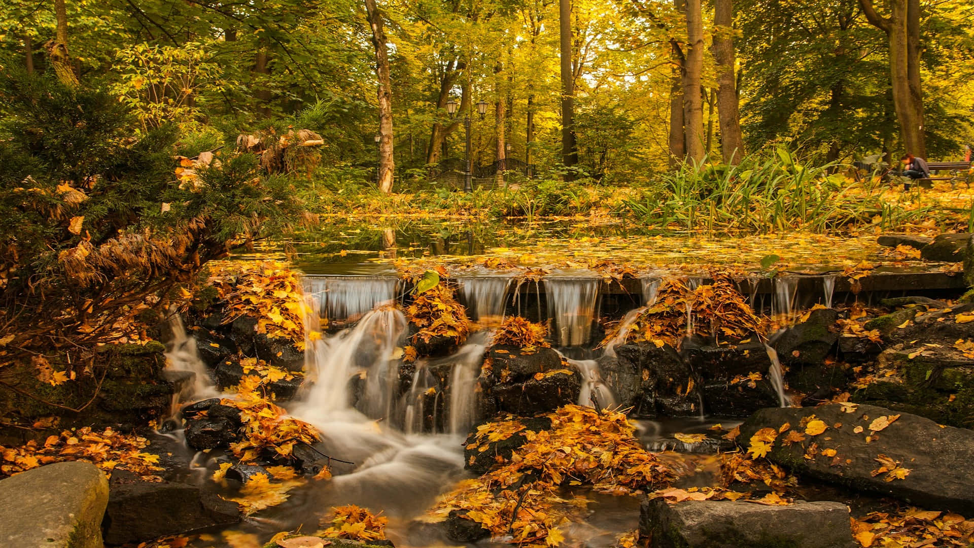 autumn forest stream, mossy rocks, golden foliage, Full HD Desktop Wallpaper