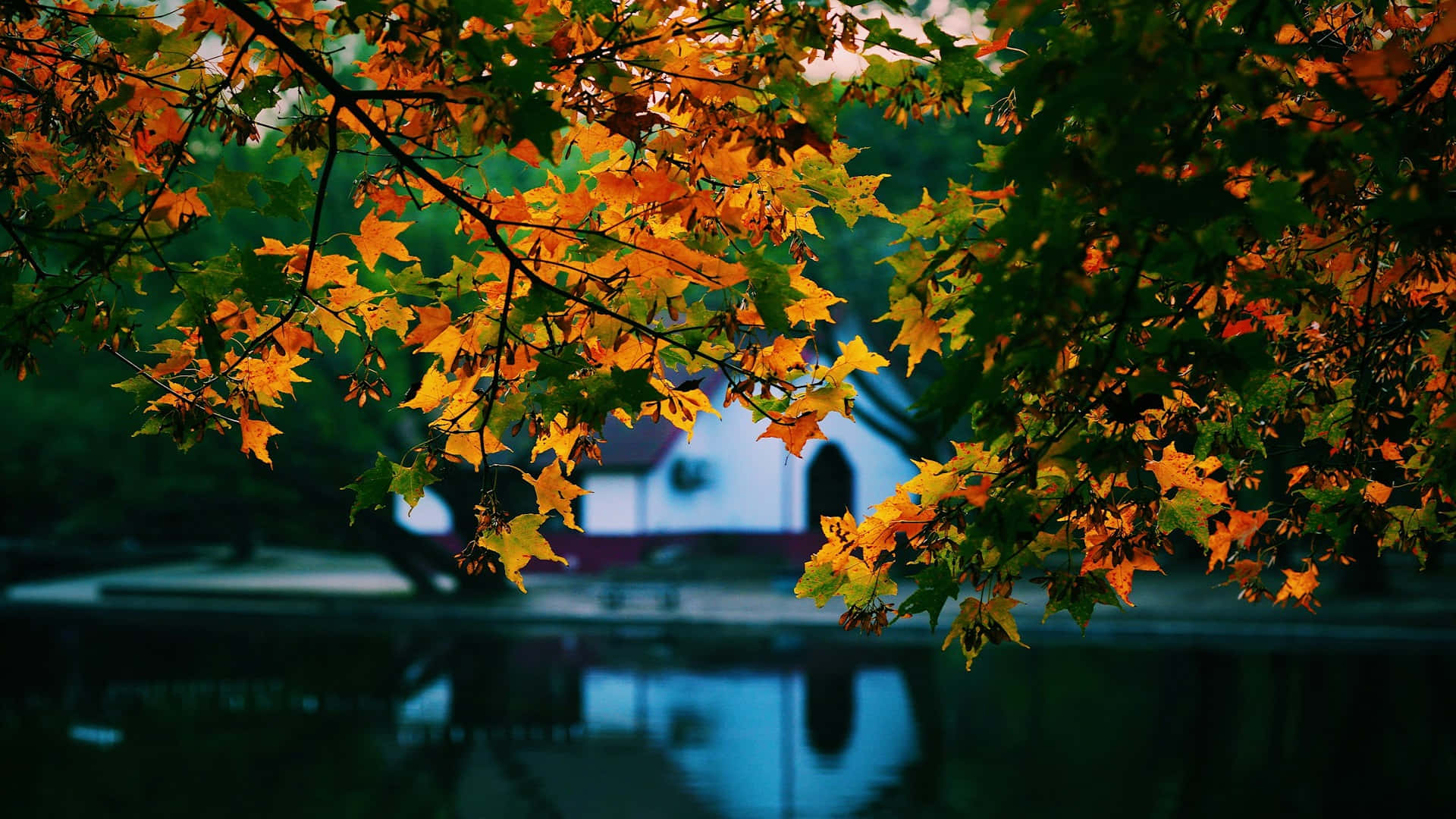 autumn leaves, pond, golden maple leaves, Full HD Desktop Wallpaper