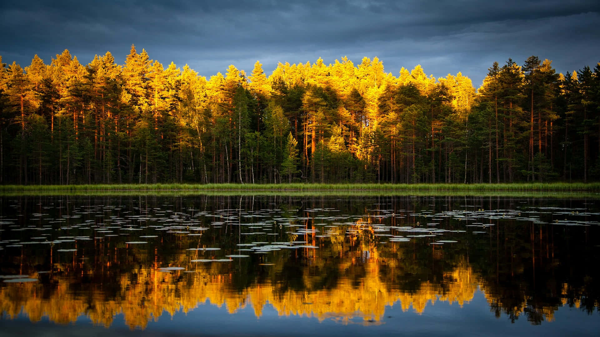 Golden Hour, Forest, Calm Lake, Full HD Desktop Wallpaper