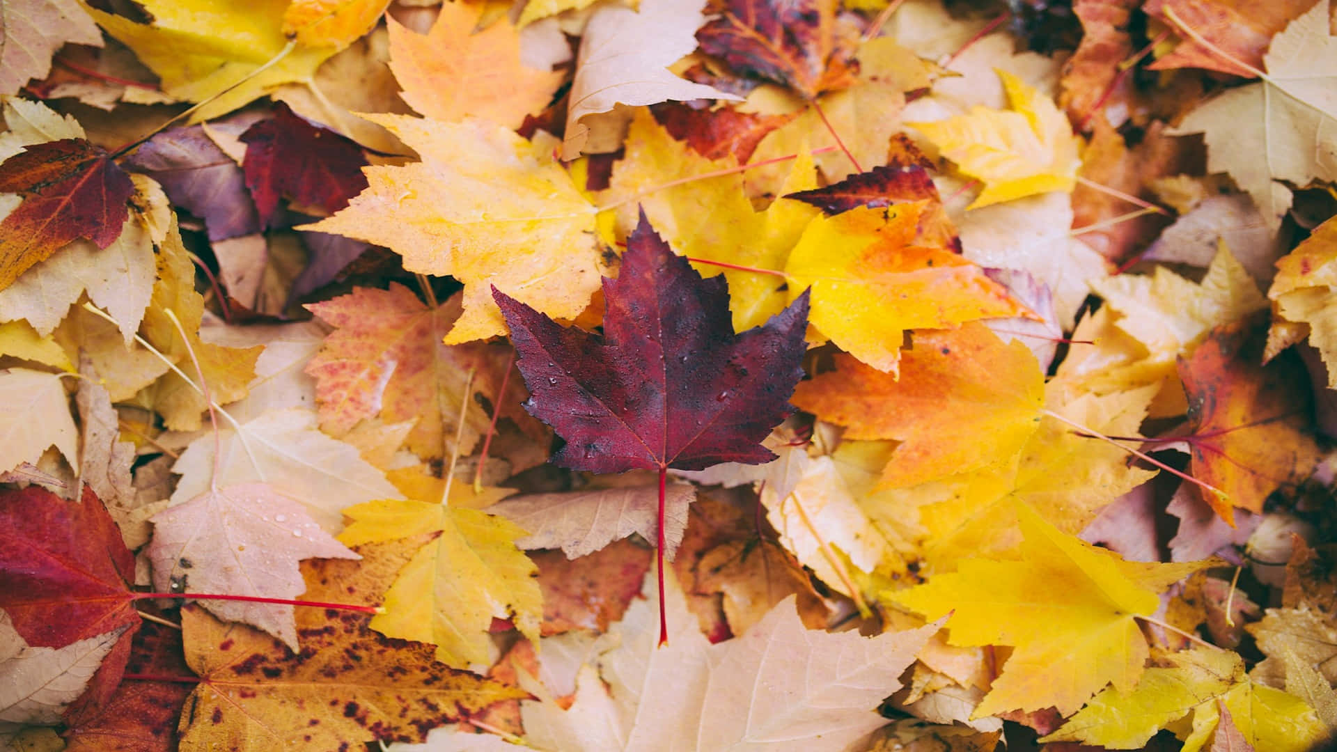 autumn leaves, yellow, orange, Full HD Desktop Wallpaper