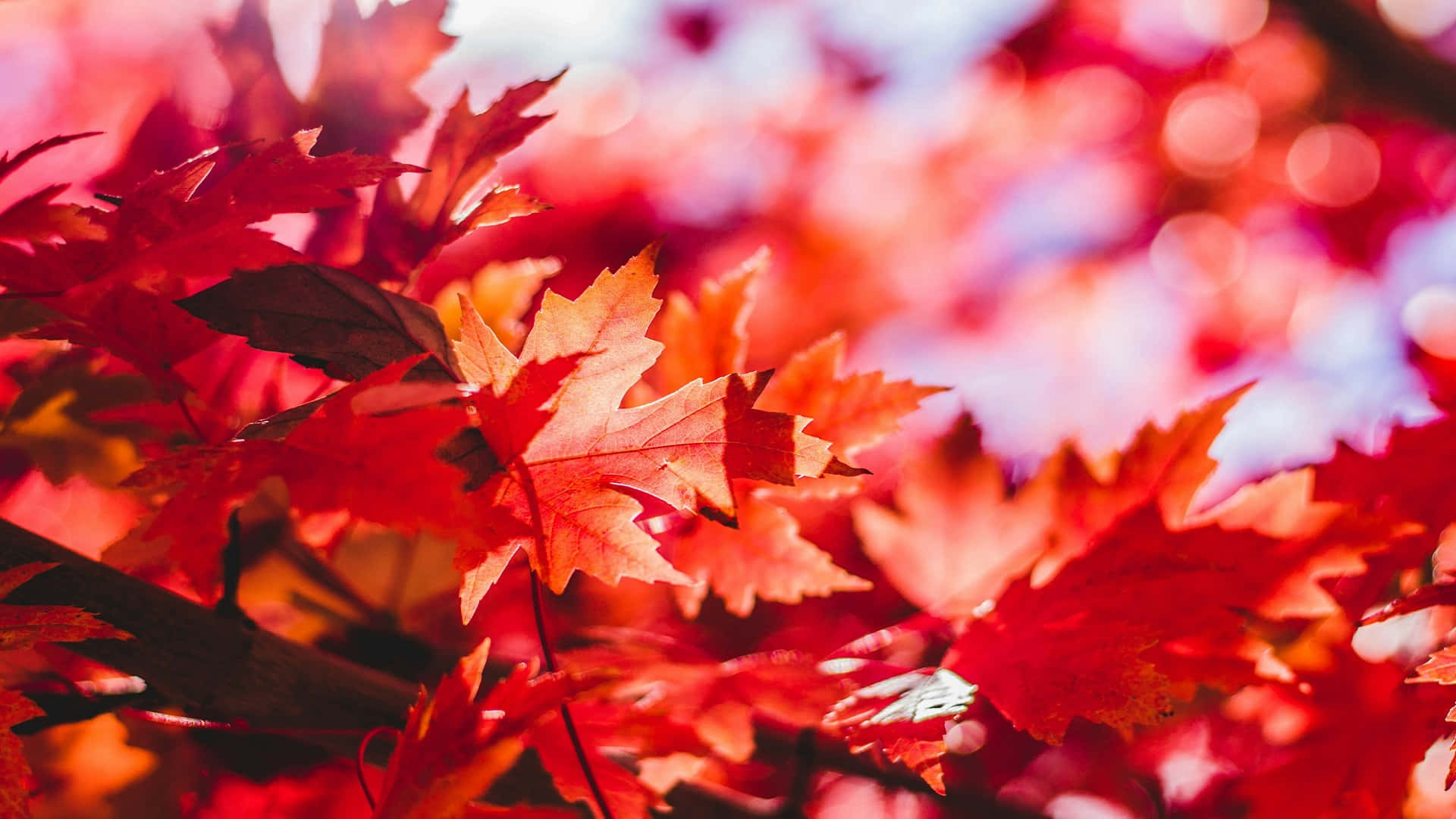 vibrant red maple leaves, autumn backdrop, bokeh highlights, Full HD Desktop Wallpaper