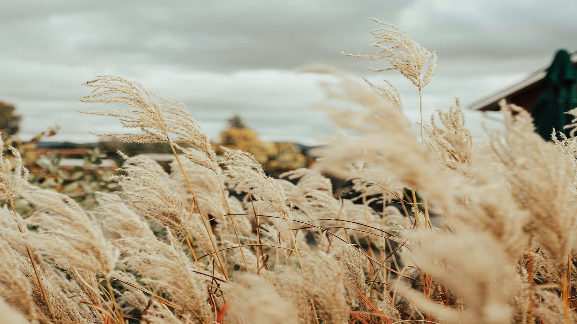 autumn reeds, cloudy sky, soft beige pampas grass, Full HD Desktop Wallpaper
