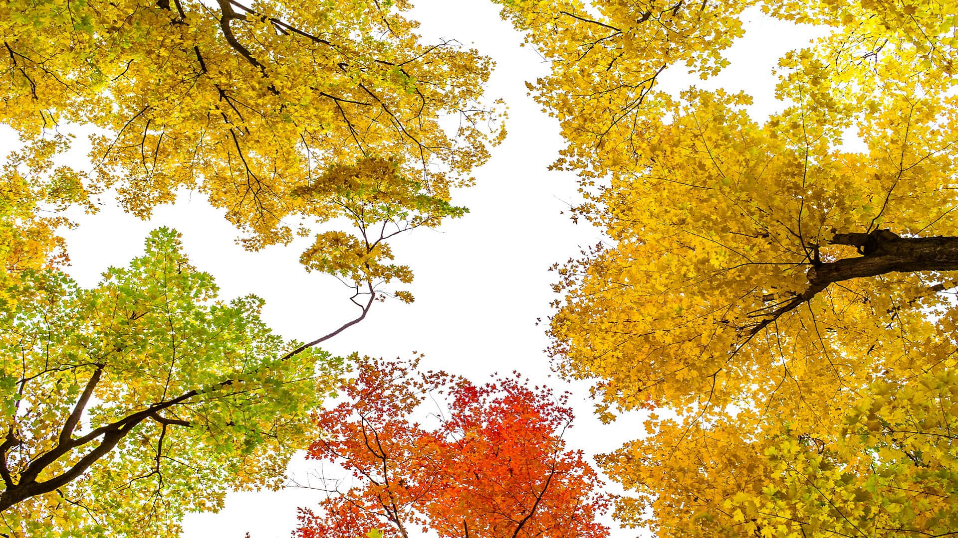 autumn canopy, golden red leaves, green leaves, Full HD Desktop Wallpaper