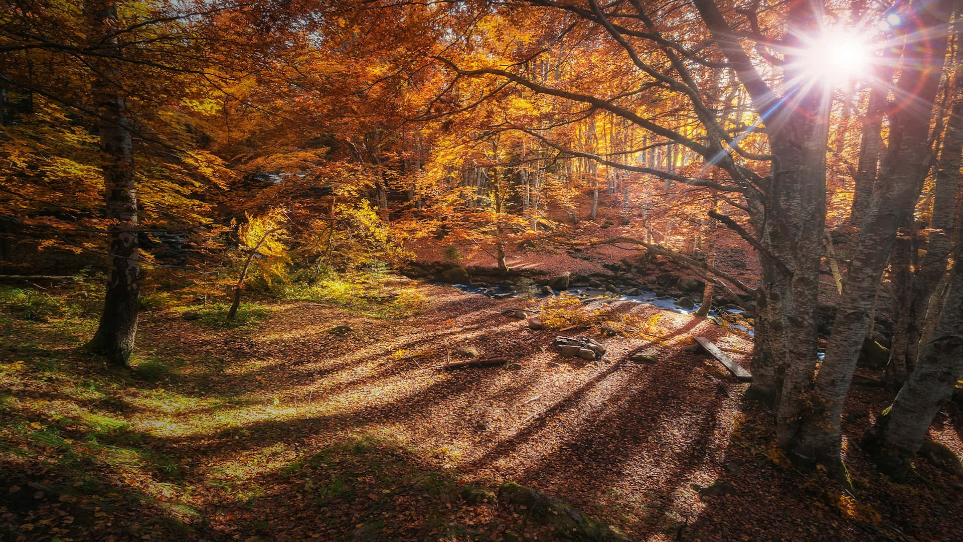 autumn sunlight, golden autumn trees, forest floor, Full HD Desktop Wallpaper