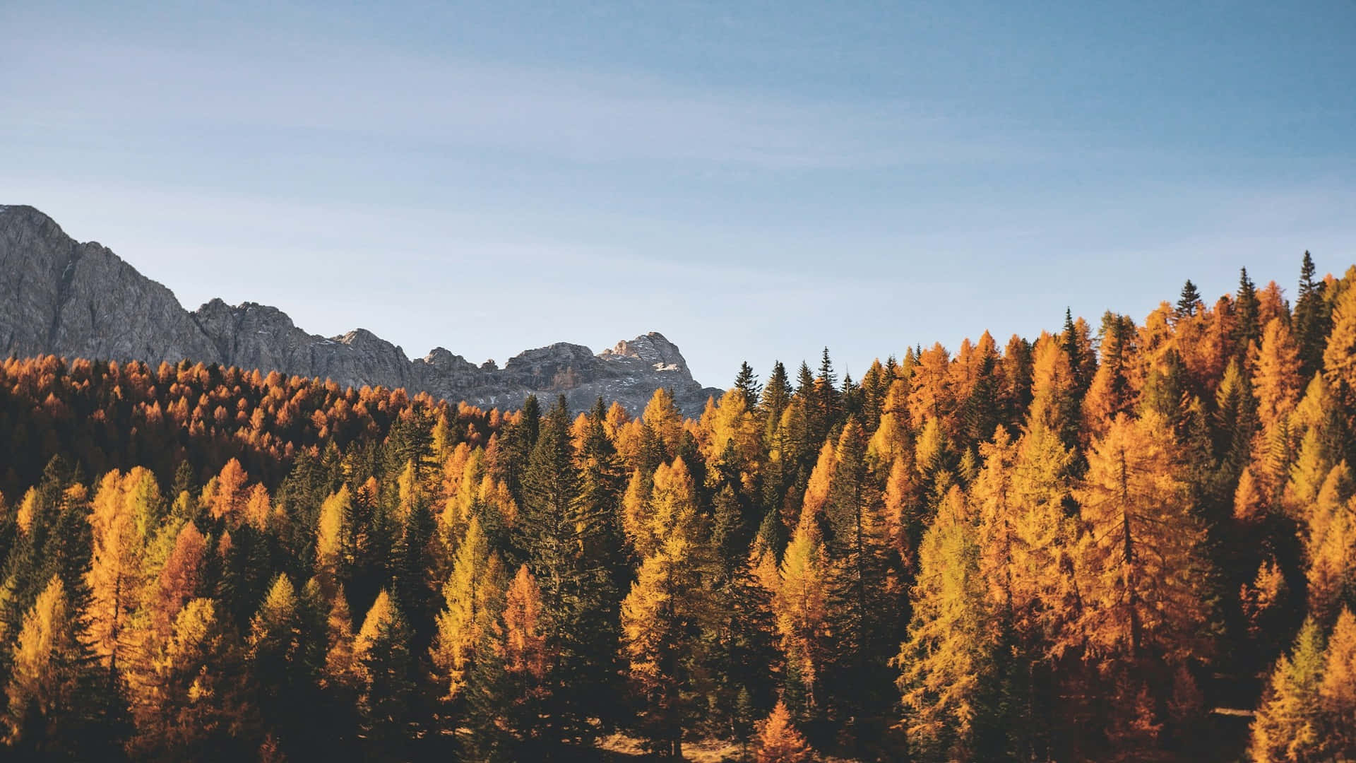 autumn forest, golden larch trees, rugged mountain peaks, Full HD Desktop Wallpaper