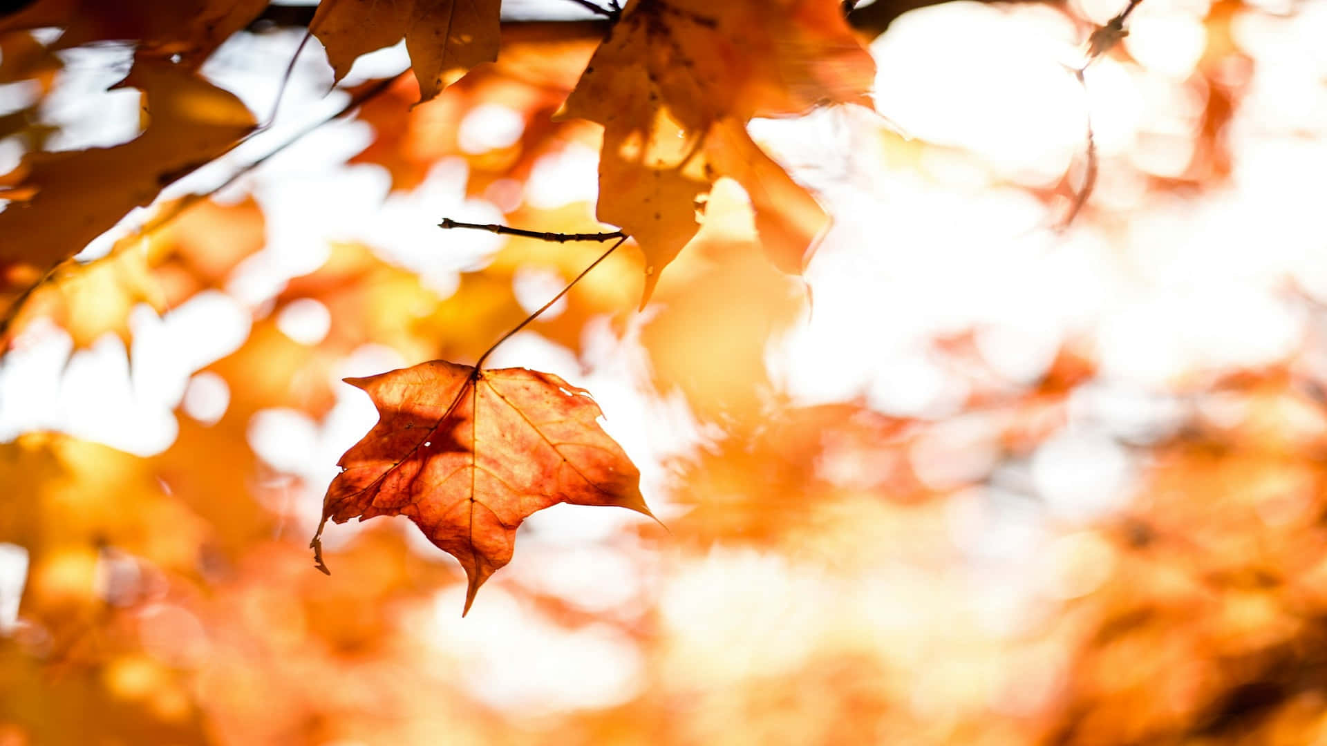 amber maple leaf, glowing golden autumn canopy, soft focus, Full HD Desktop Wallpaper