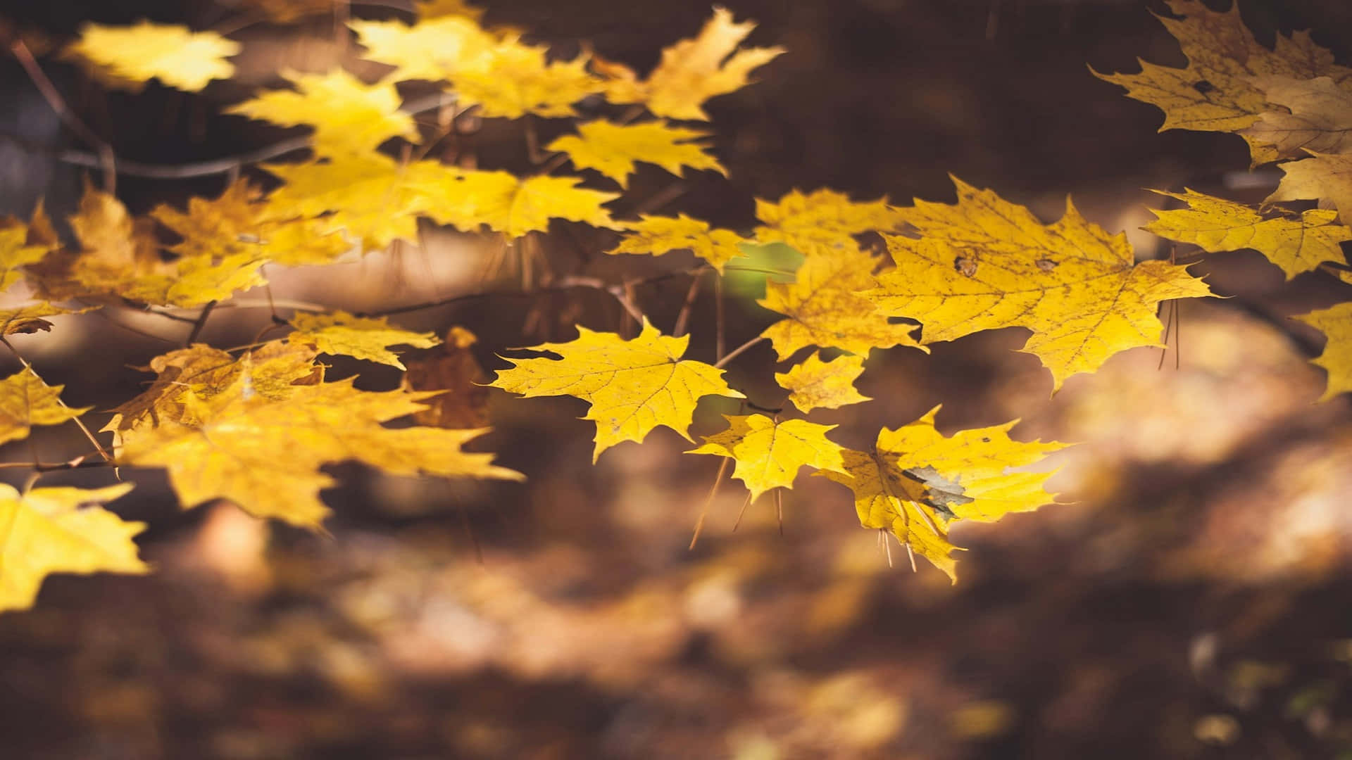 golden maple leaves, autumn sunlight, soft blurred forest floor, Full HD Desktop Wallpaper