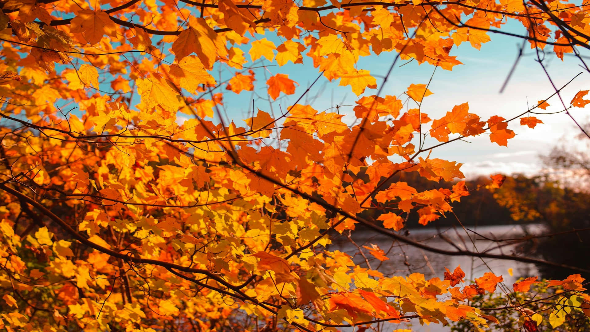 autumn, orange maple leaves, serene lake, Full HD Desktop Wallpaper