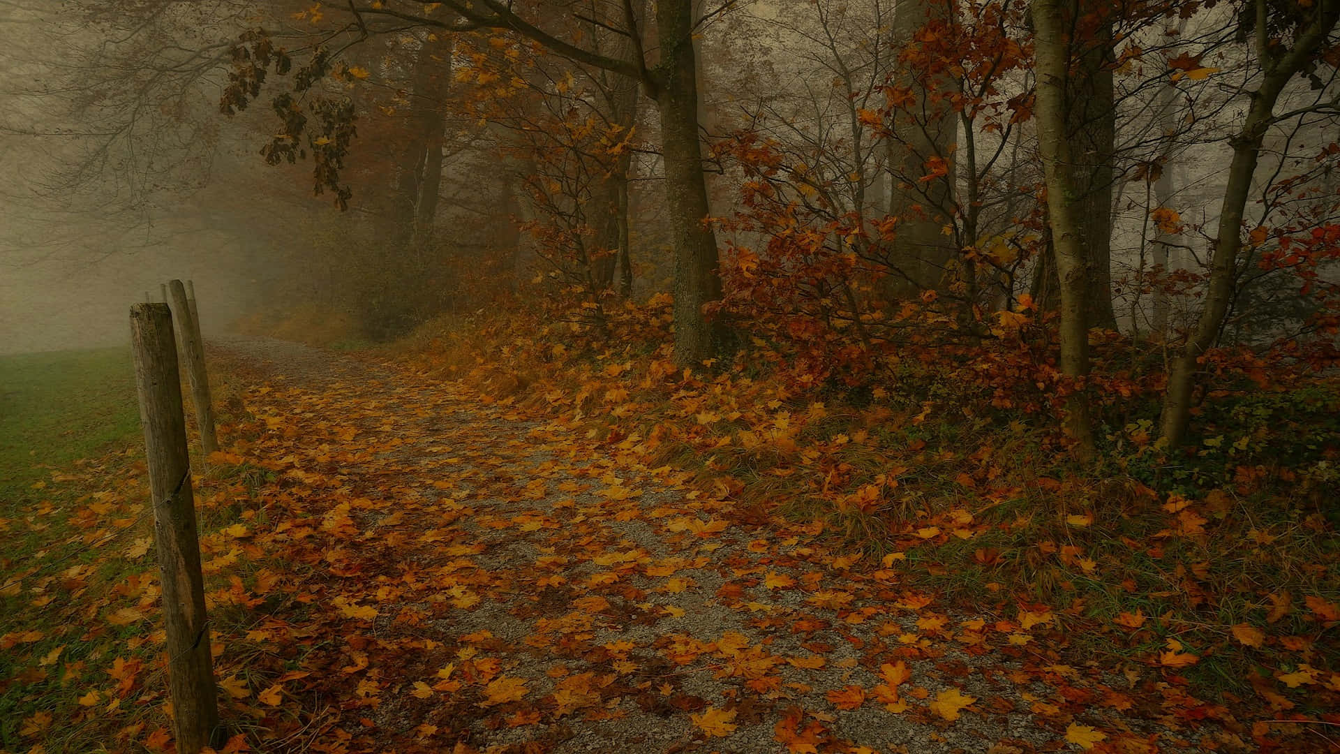 misty autumn pathway, autumn forest path, golden orange leaves, Full HD Desktop Wallpaper
