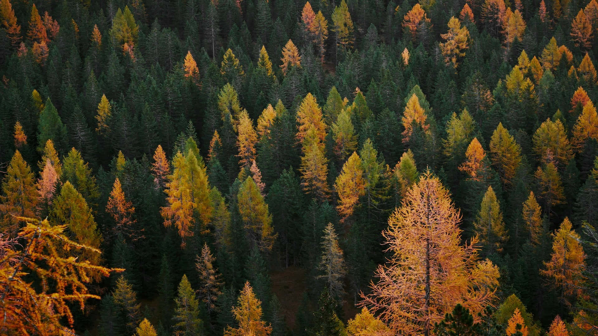 autumn forest, golden larch trees, dark evergreens, Full HD Desktop Wallpaper