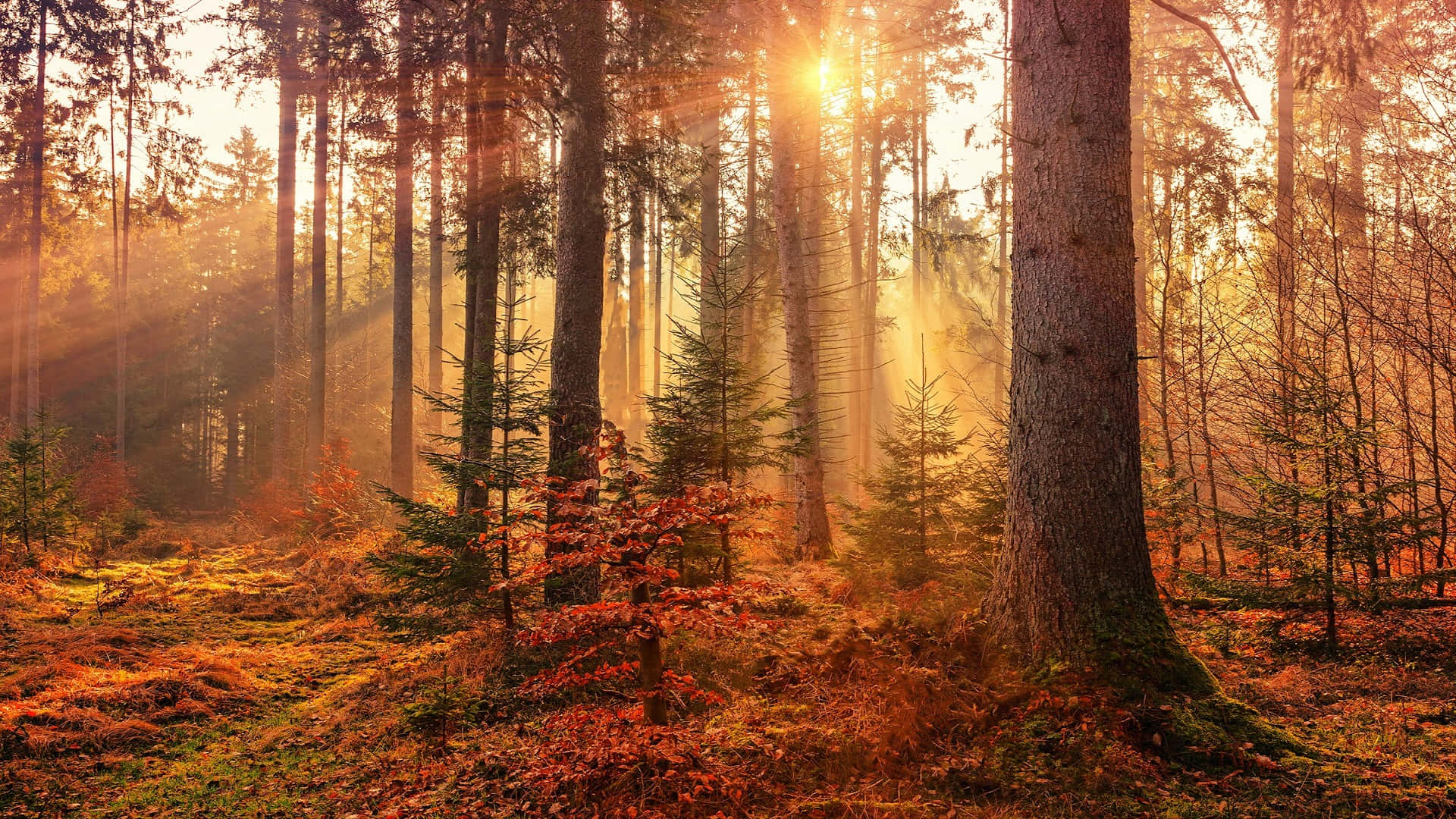 autumn sunrise forest, golden sunlight beams, tall pine trees, Full HD Desktop Wallpaper