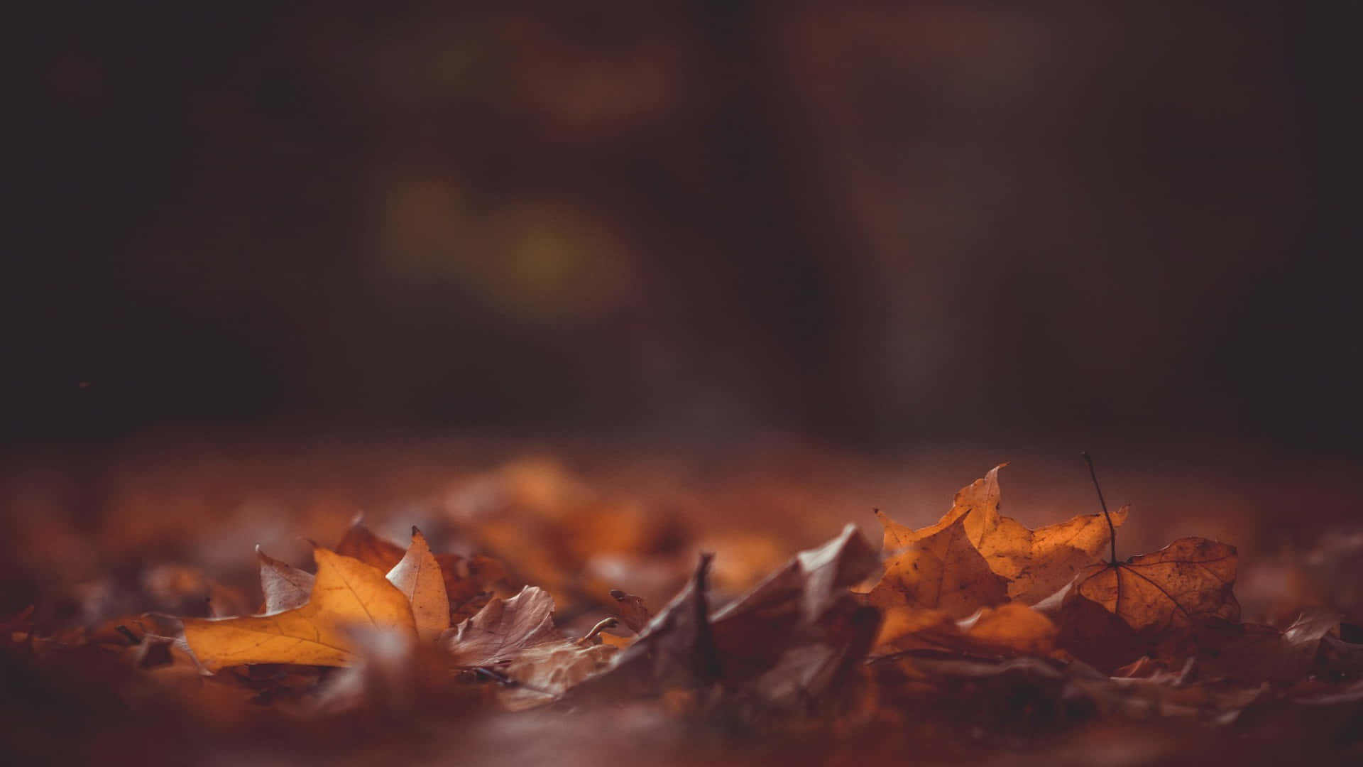 autumn whispers, golden autumn leaves, forest floor, Full HD Desktop Wallpaper