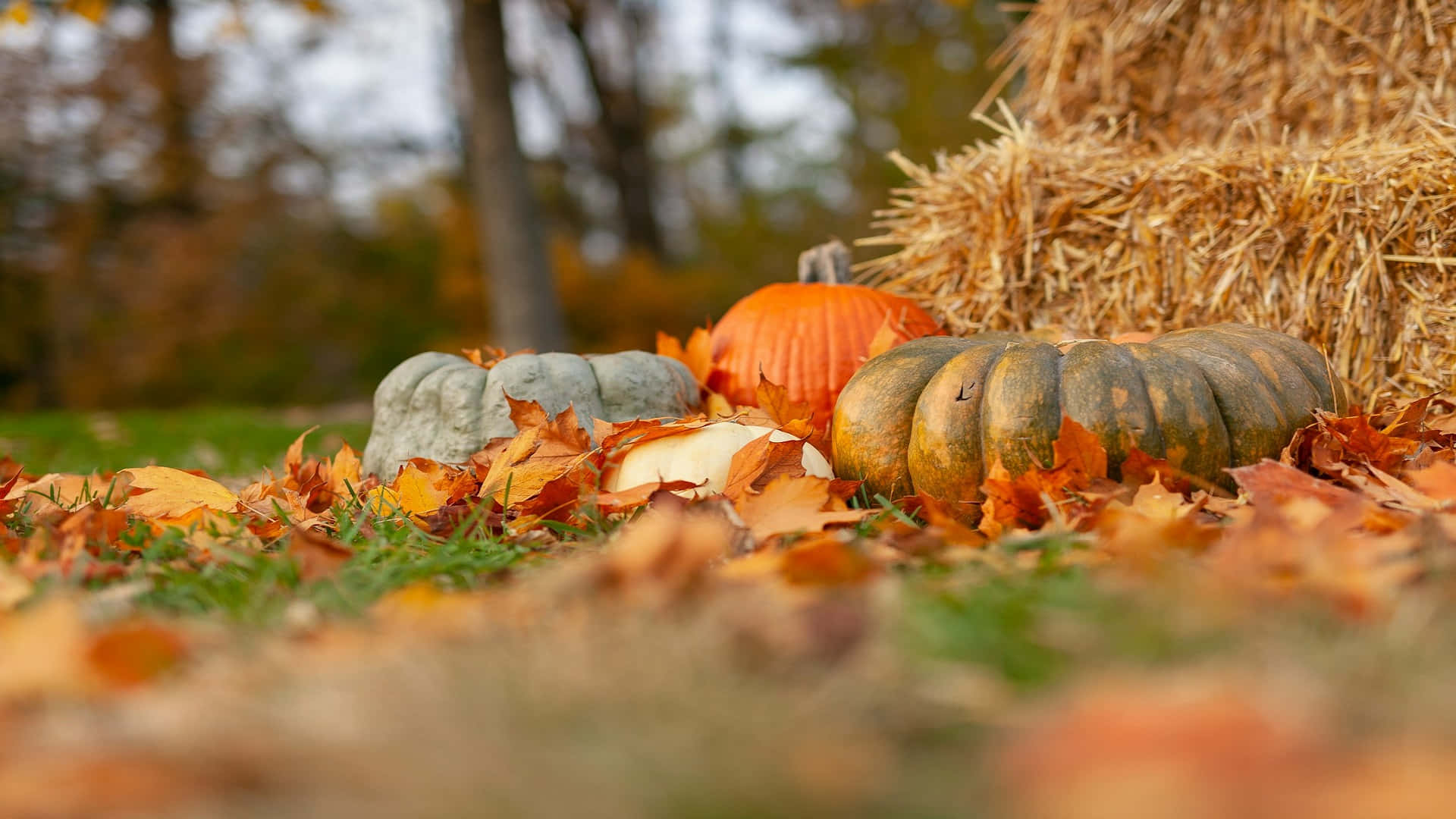 autumn pumpkins, haystack, golden autumn leaves, Full HD Desktop Wallpaper