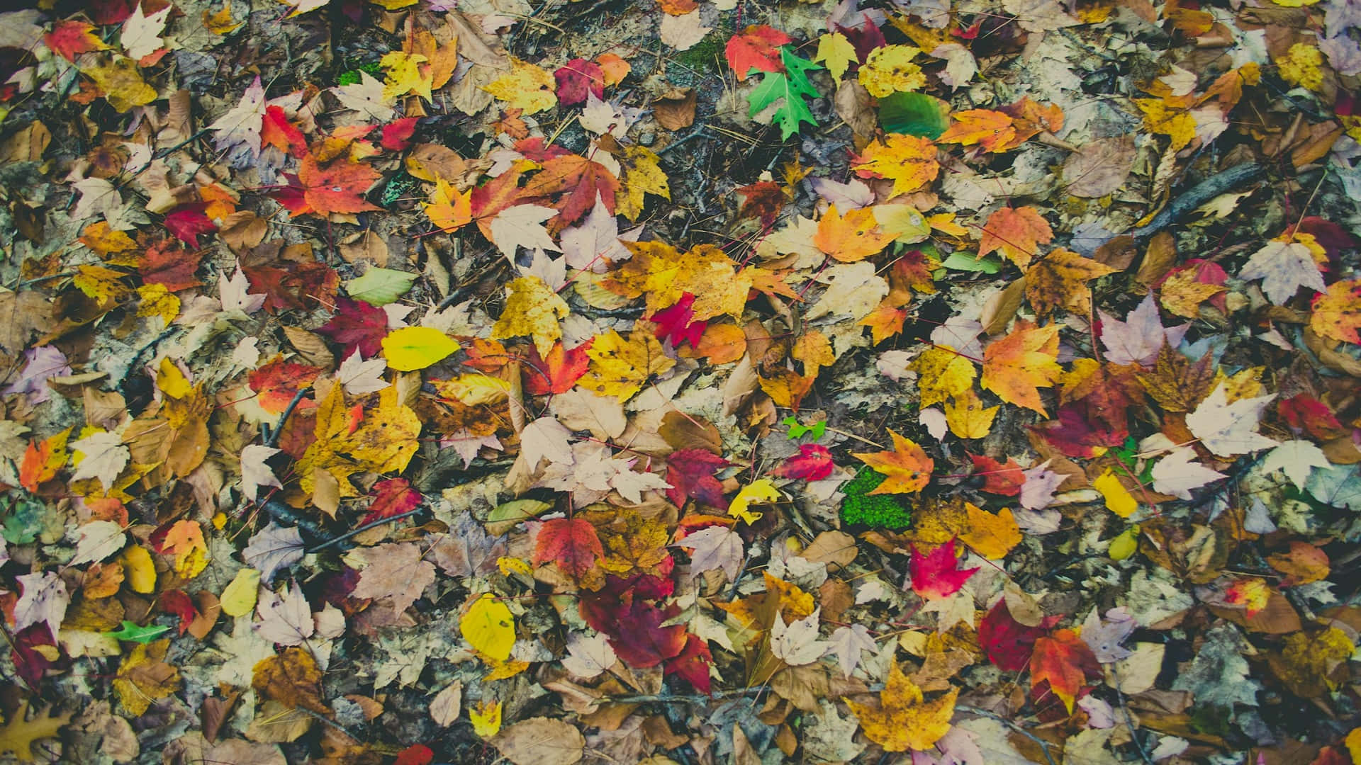 autumn leaves, red orange yellow and green hues, forest floor, Full HD Desktop Wallpaper