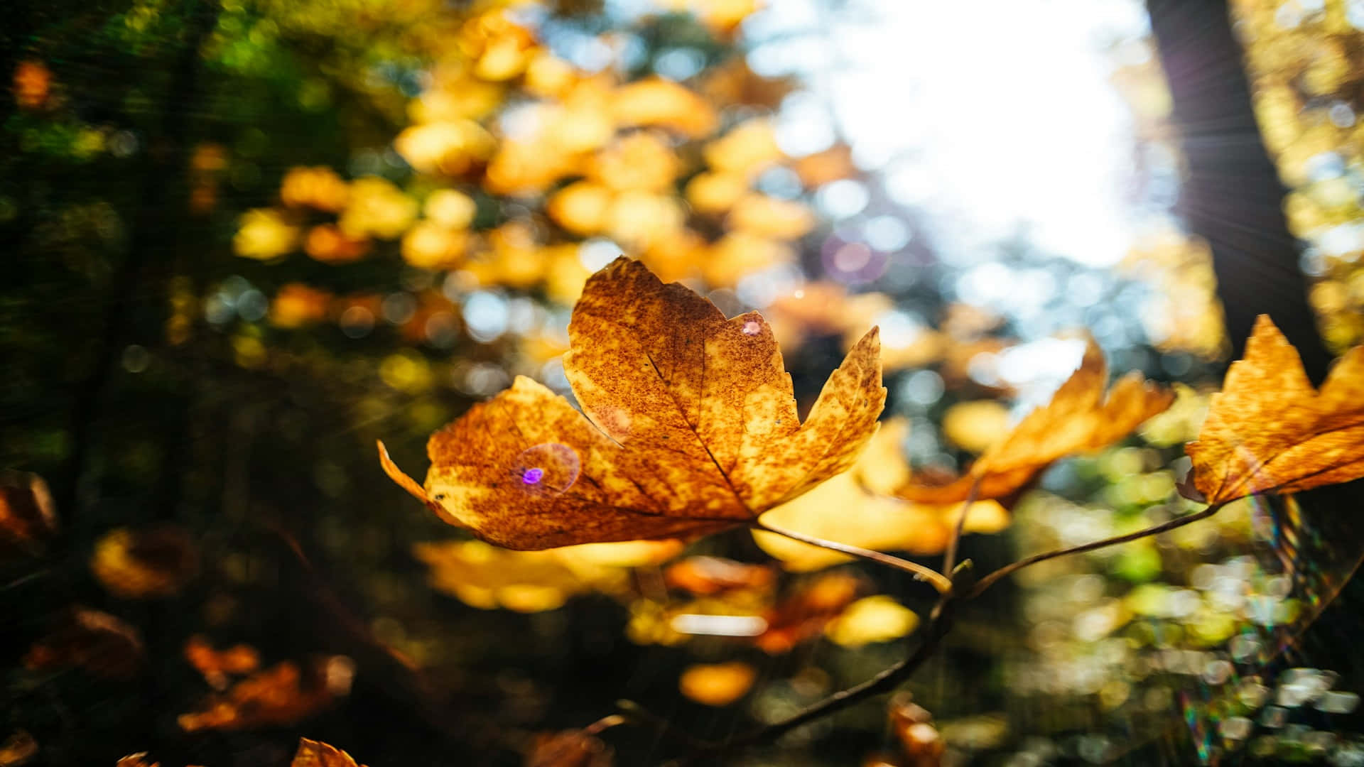 autumn leaf, sunlight, forest canopy, Full HD Desktop Wallpaper