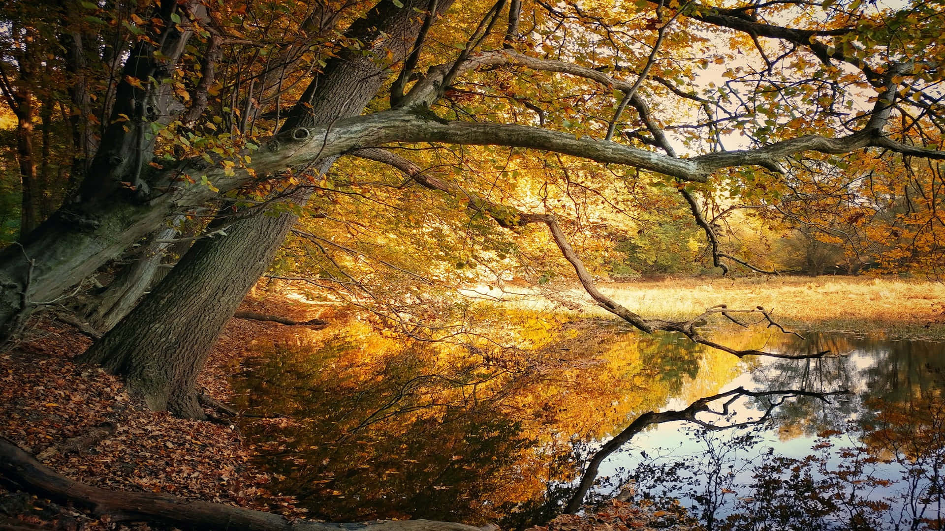 autumn tree, golden leaves, calm pond, Full HD Desktop Wallpaper