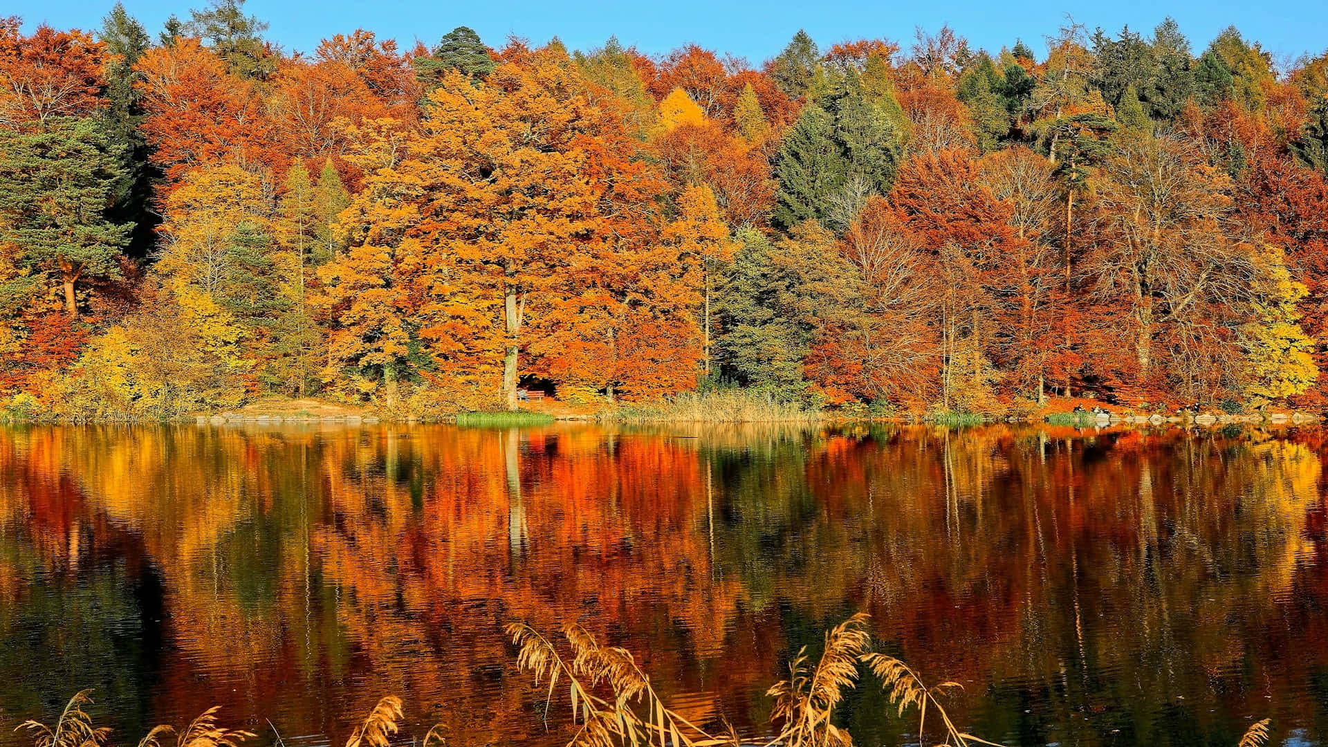 autumn lake, fiery orange and gold trees, clear blue sky, Full HD Desktop Wallpaper