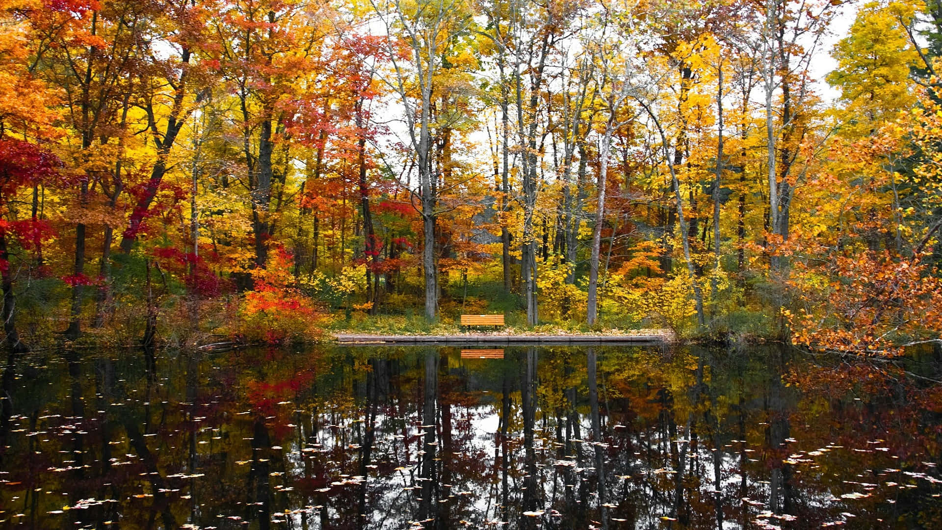 autumn trees, calm water, wooden bench, Full HD Desktop Wallpaper