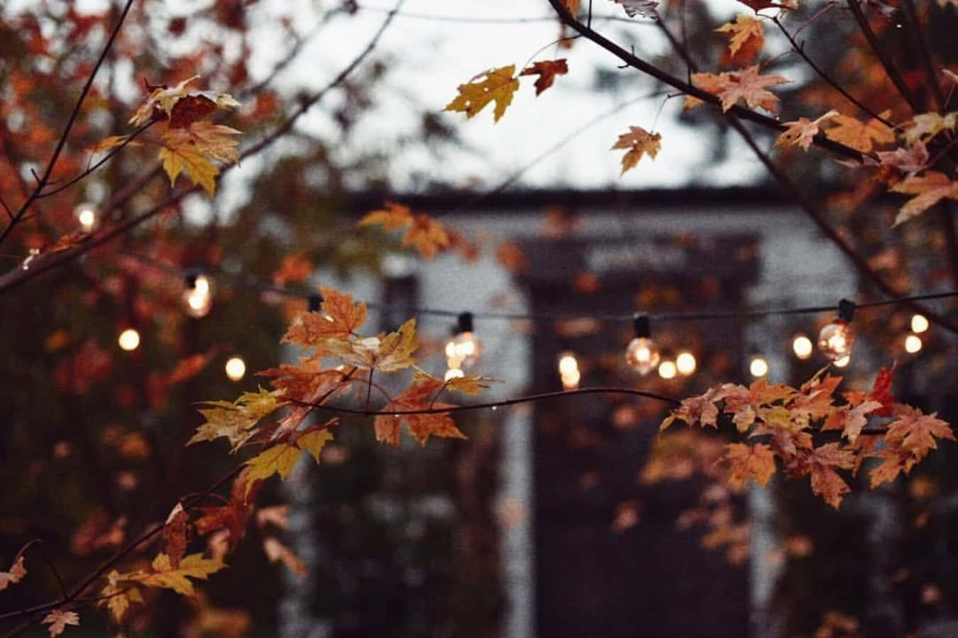 cozy fall desktop, autumn leaves, glowing string lights, HD Desktop Wallpaper