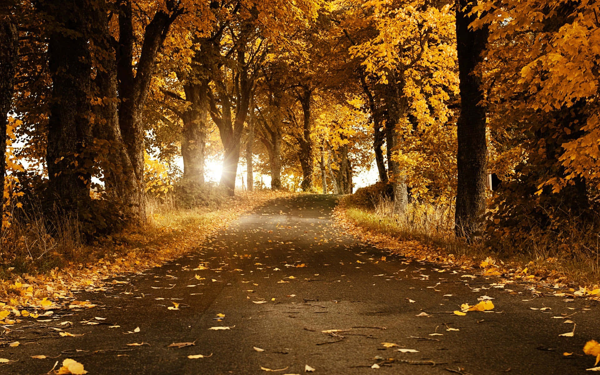 autumn road, golden trees, fallen leaves, Full HD Desktop Wallpaper