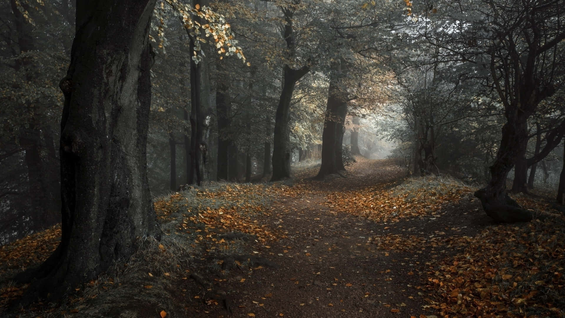 autumn forest path, towering trees, golden leaves, Full HD Desktop Wallpaper