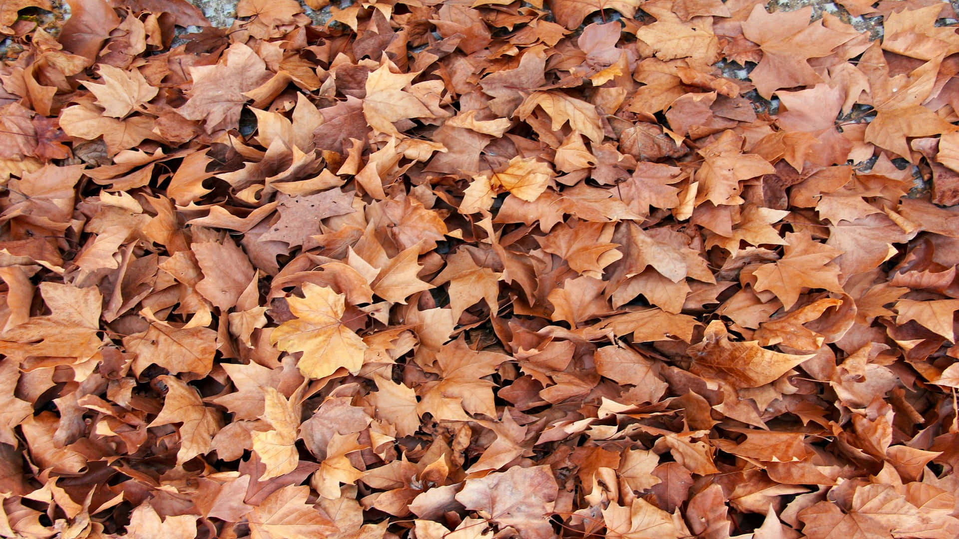 autumn leaves, maple leaves, brown orange gold, Full HD Desktop Wallpaper