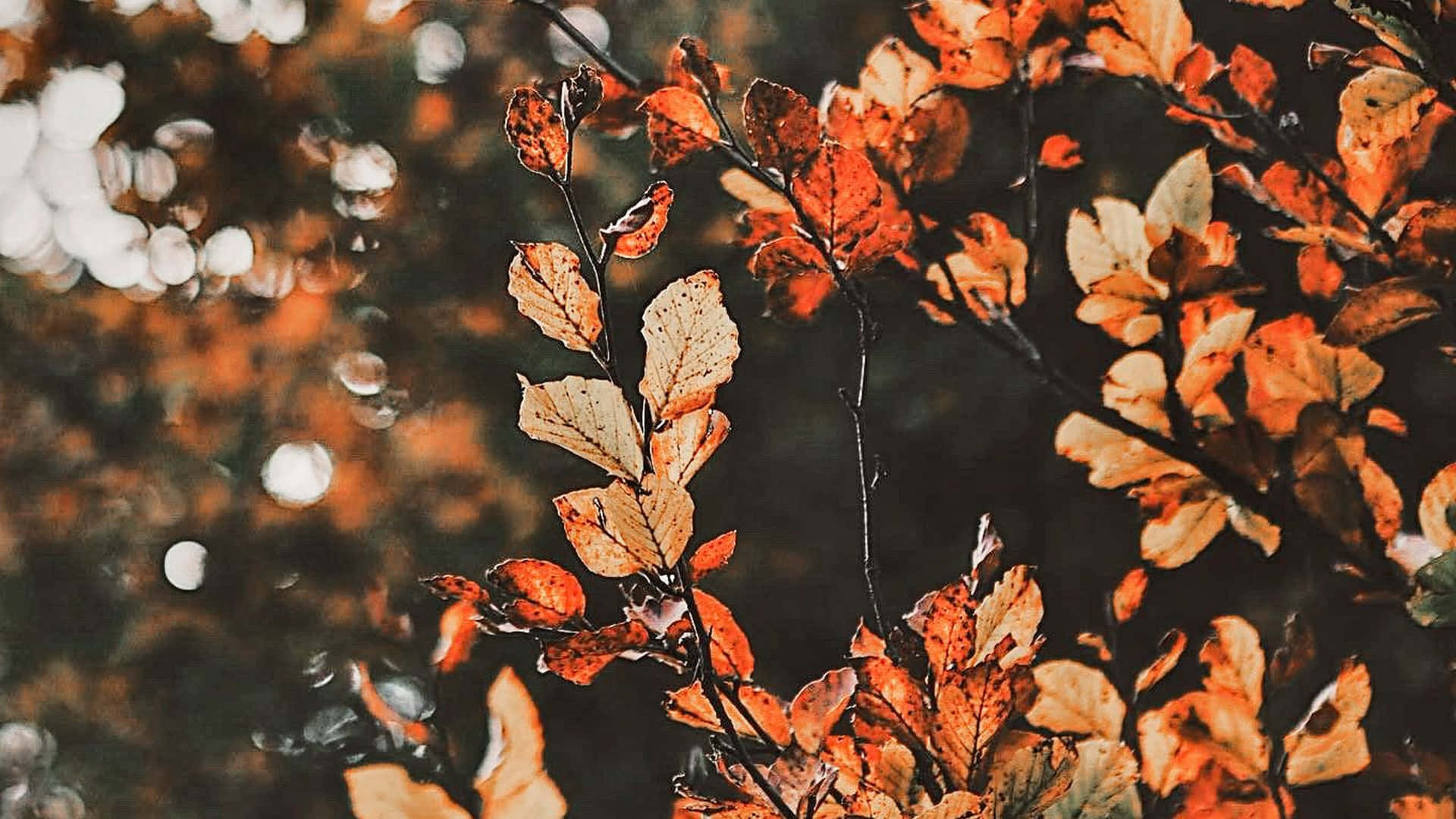 autumn leaves, warm orange, brown tones, Full HD Desktop Wallpaper