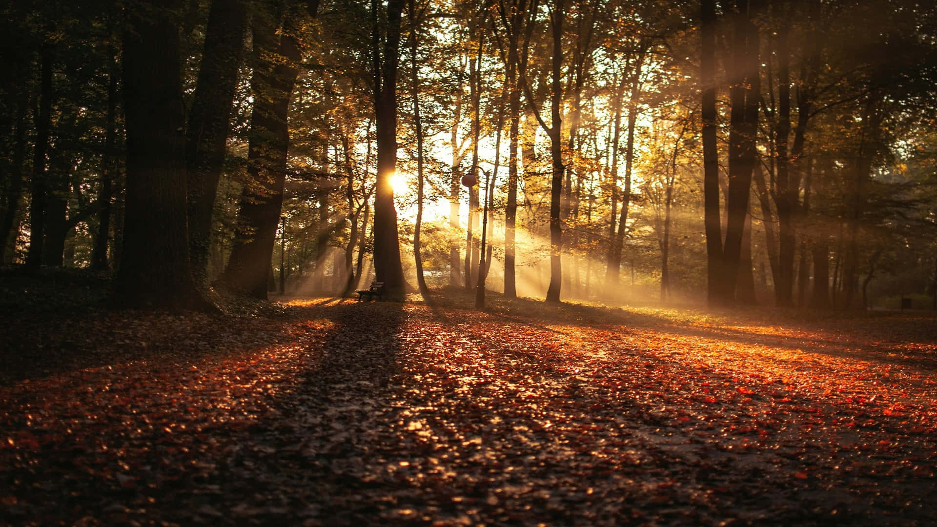 autumn sunrise, forest path, golden sunlight, Full HD Desktop Wallpaper