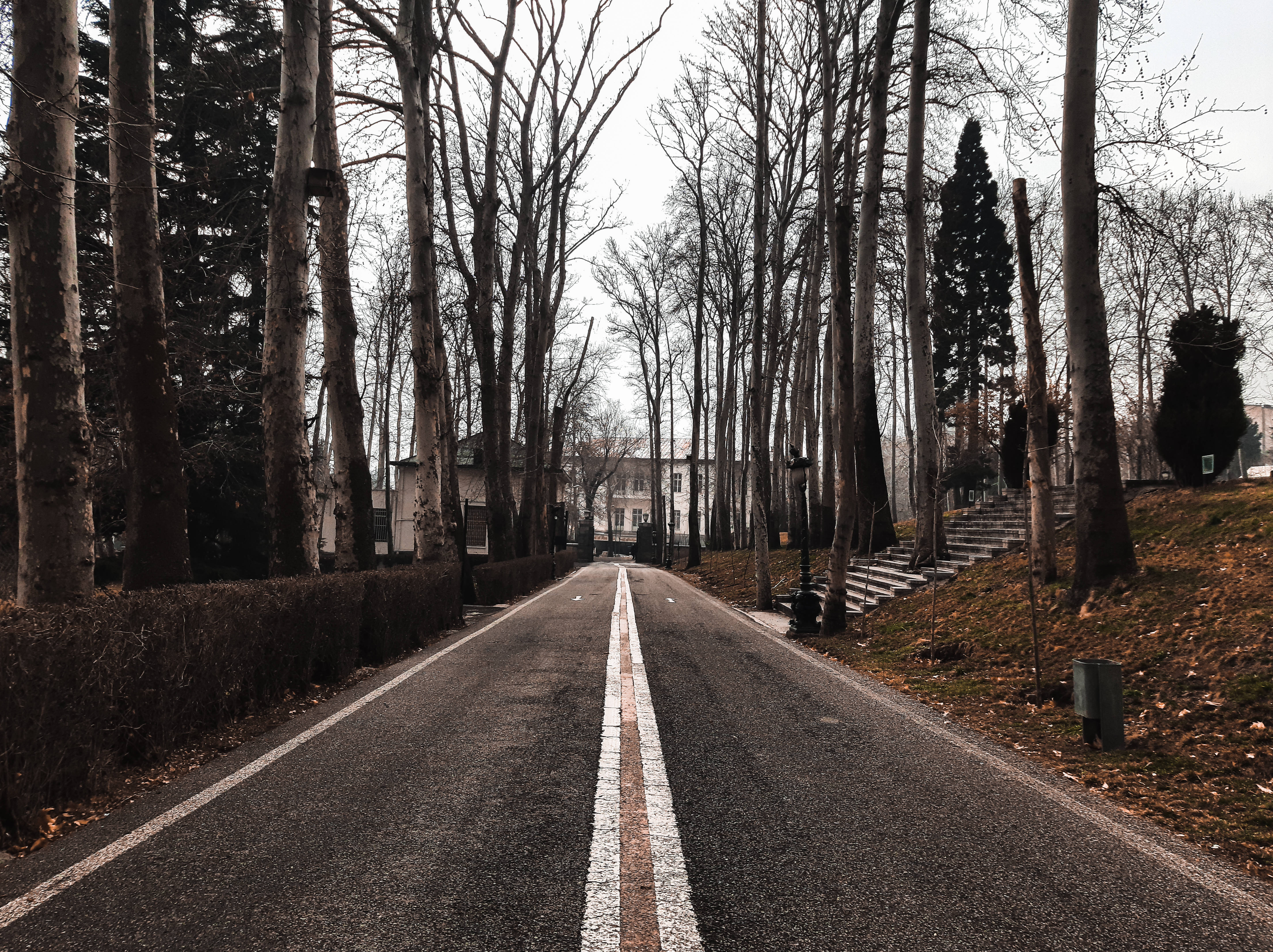 solitary fall desktop, asphalt road, bare trees, 5K Desktop Wallpaper